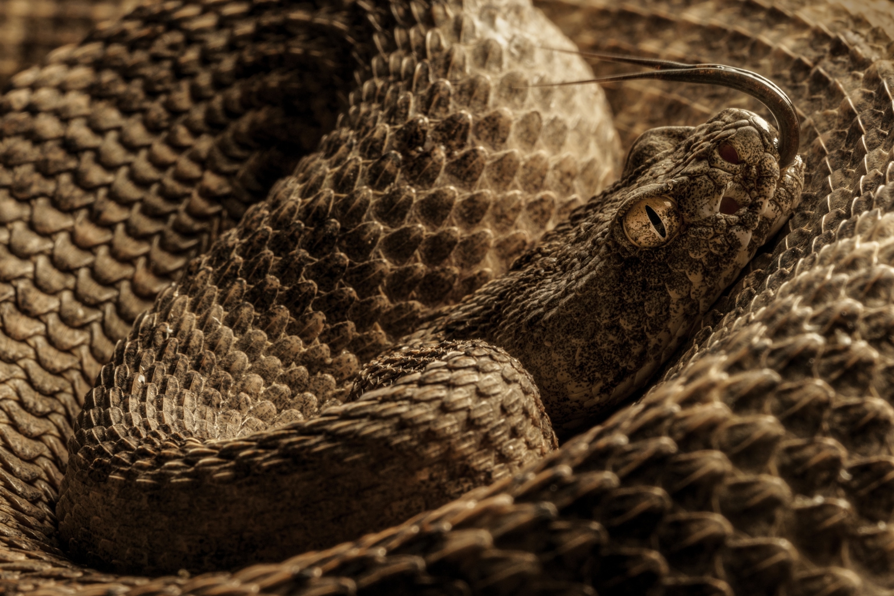 Squashed Rattlesnake The key to protecting rattlesnakes from extinction? Clearing their name ...
