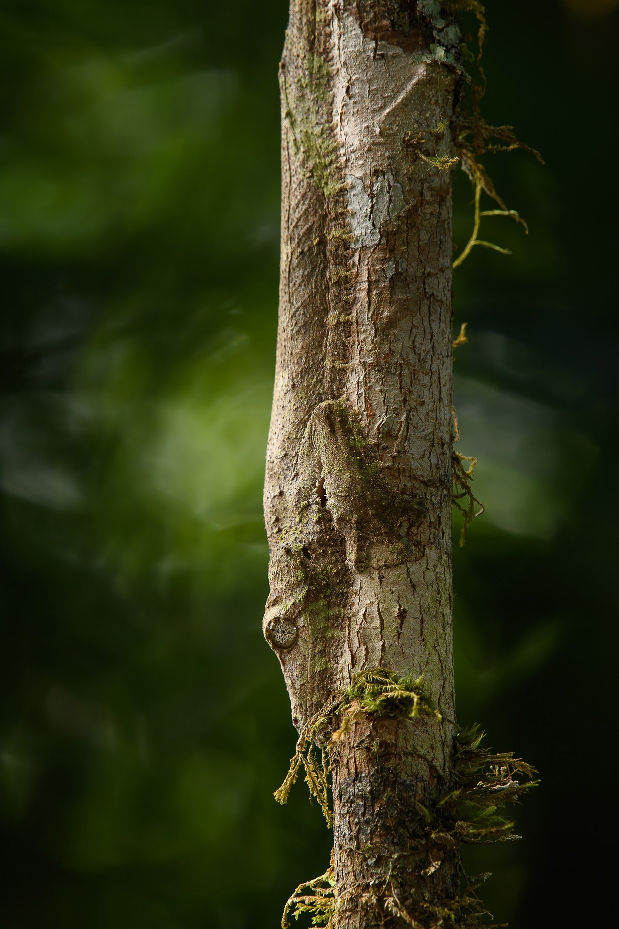 A camouflaged gecko sits on a tree trunk.
