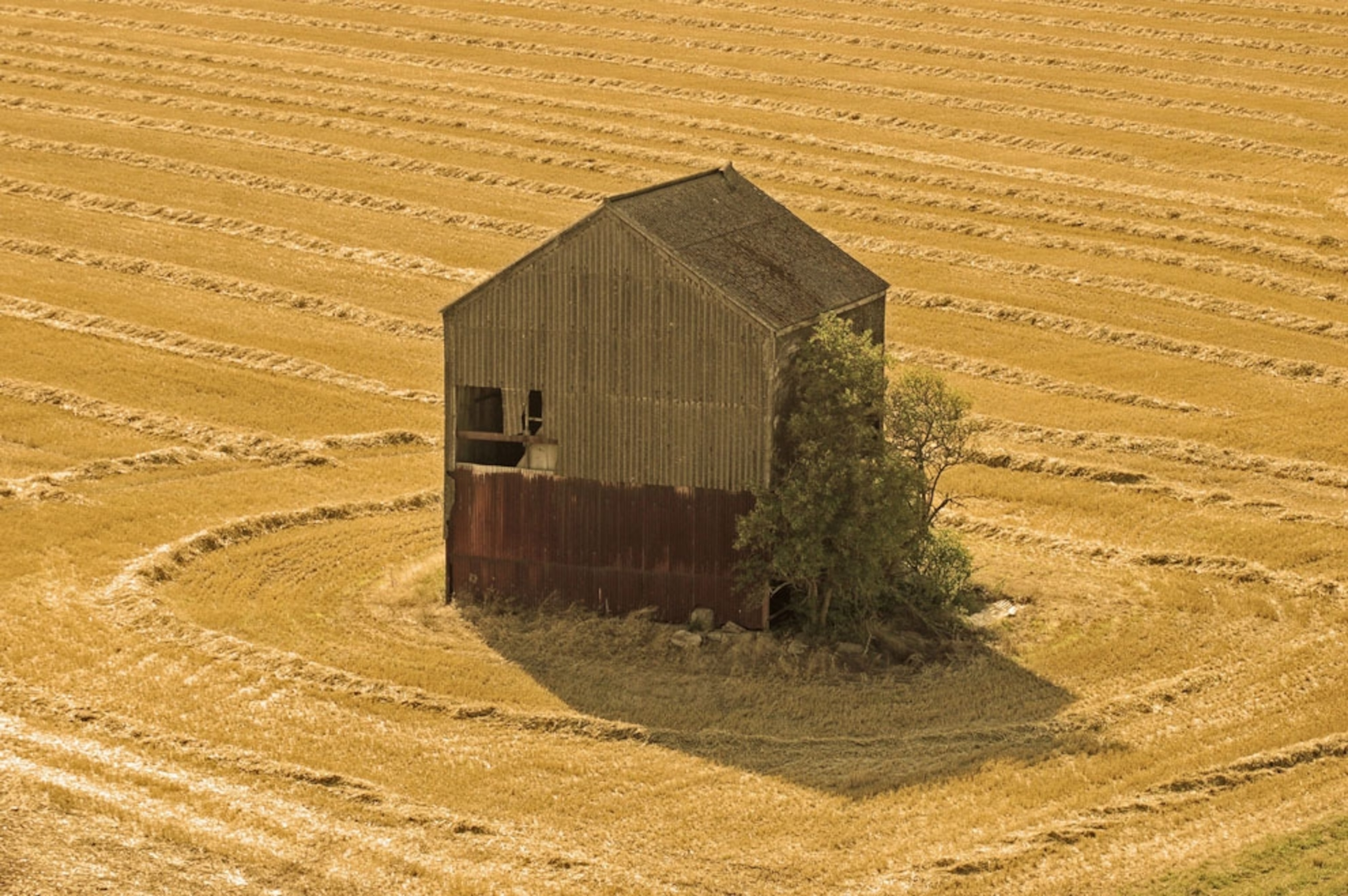 Barn in a golden field in England