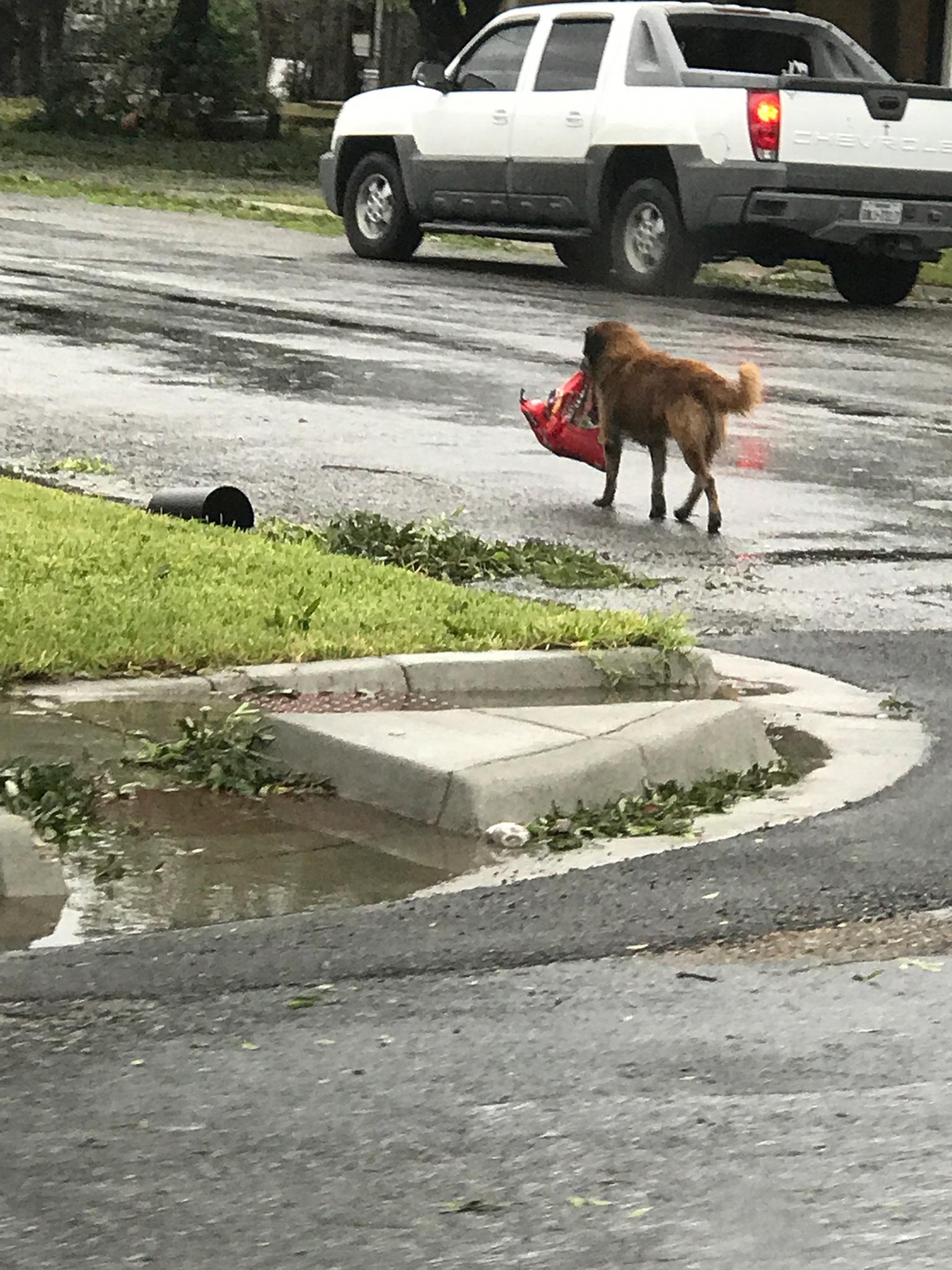 a dog named Otis during hurricane Harvey