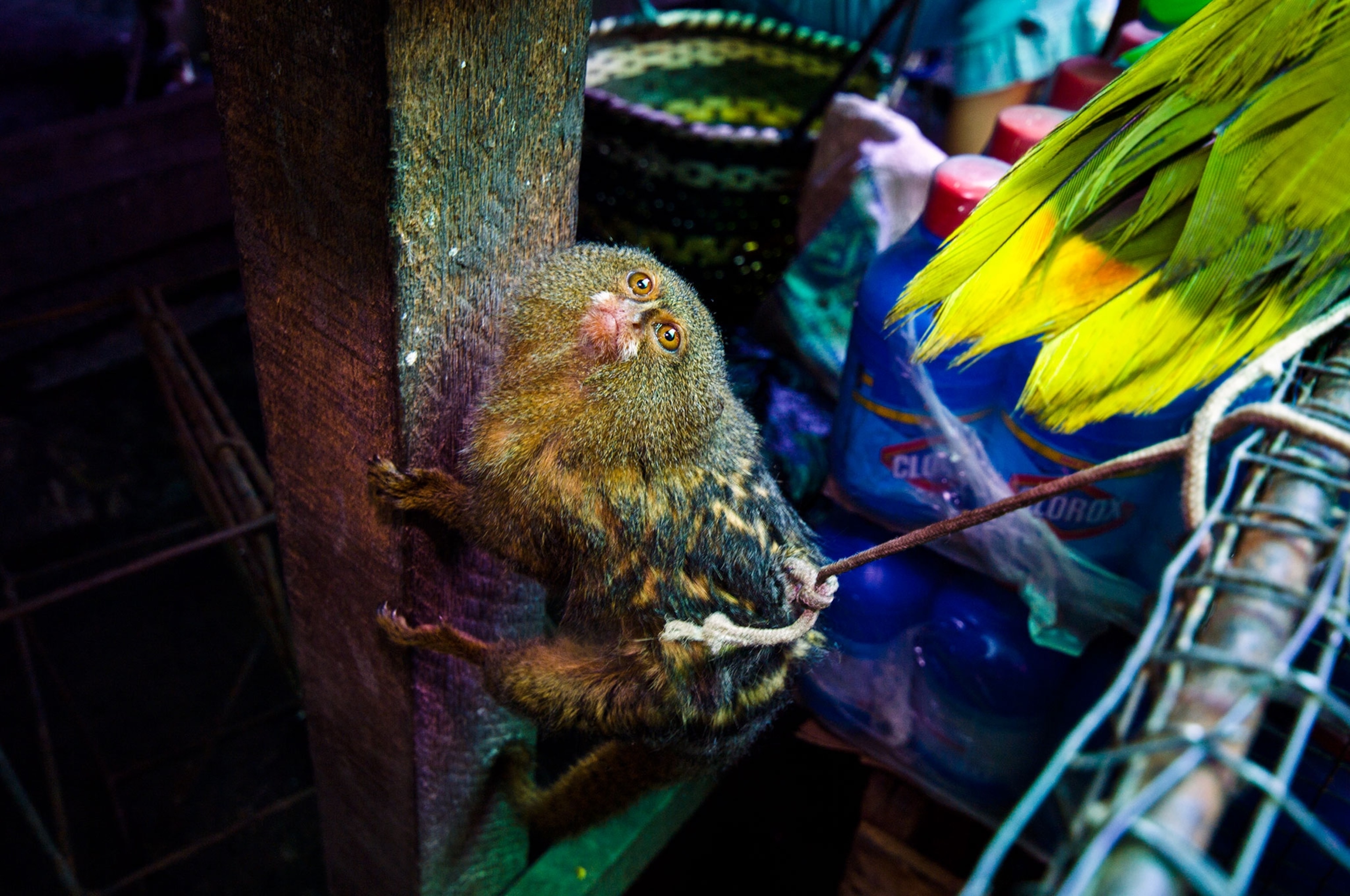 a pygmy marmoset for sale in an Amazon River town black market