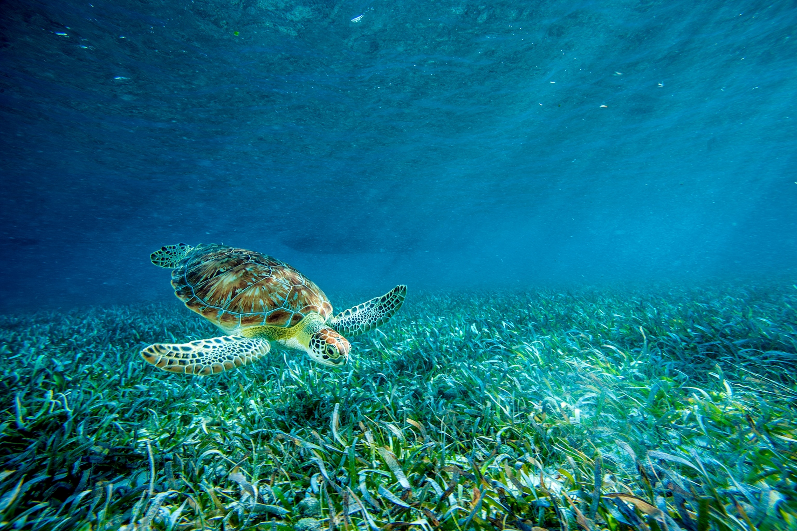 a sea turtle in Hol Chan Marine Reserve, Belize