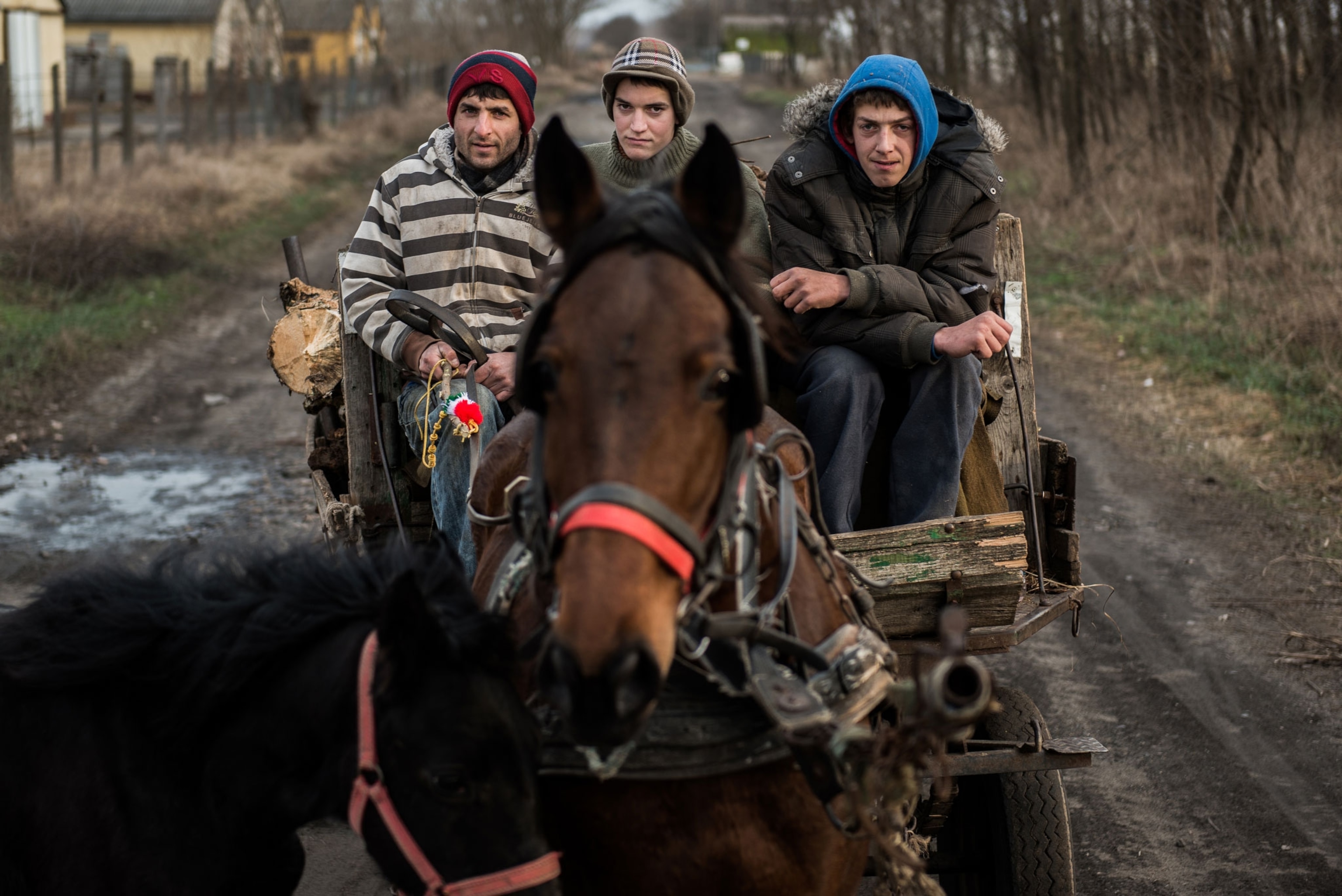 teens transporting wood by horse and carriage.