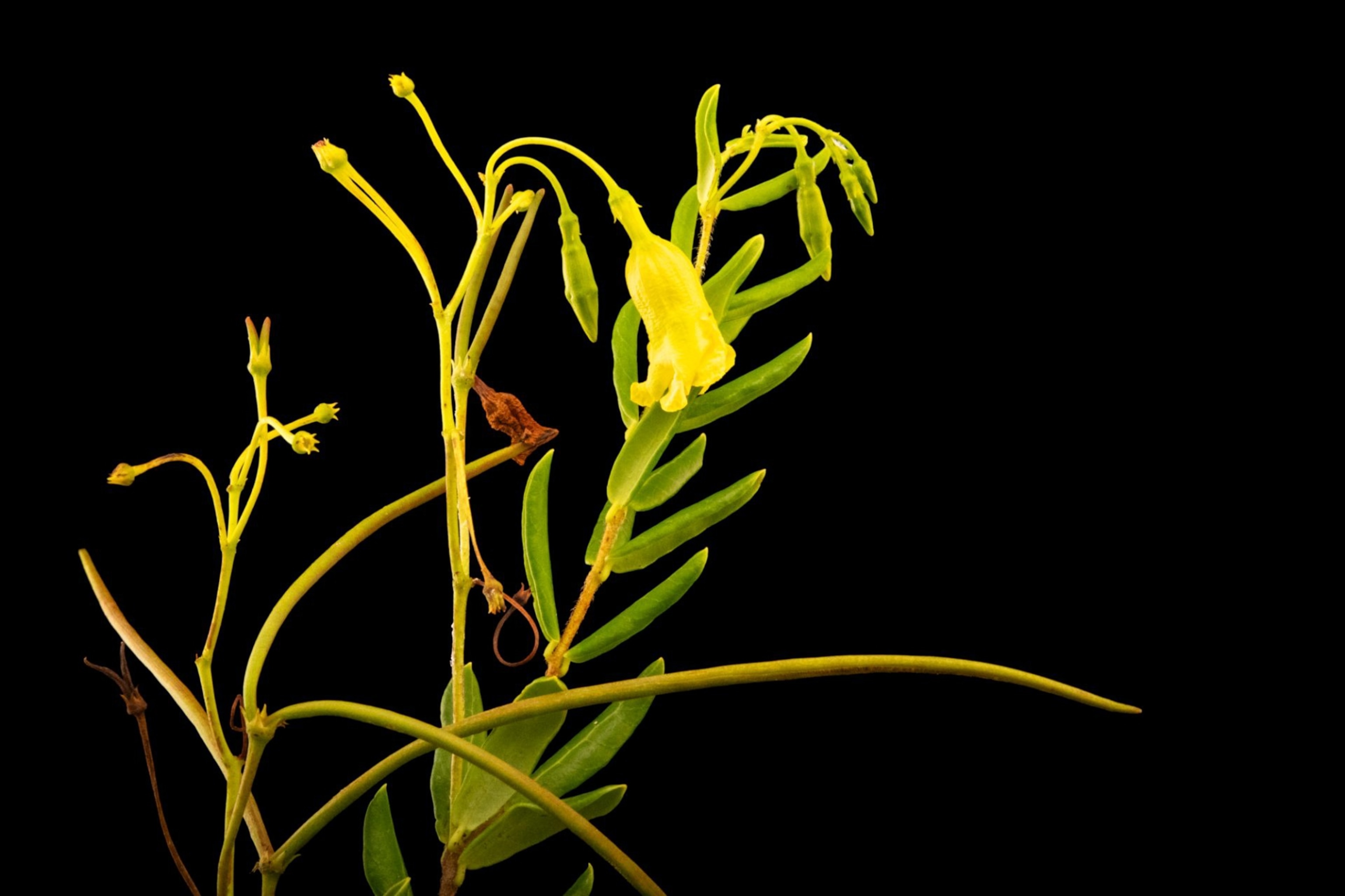 A Pineland-allamanda against a black background.