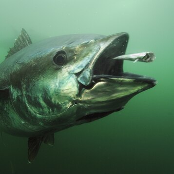 Bluefin Tuna North Sea