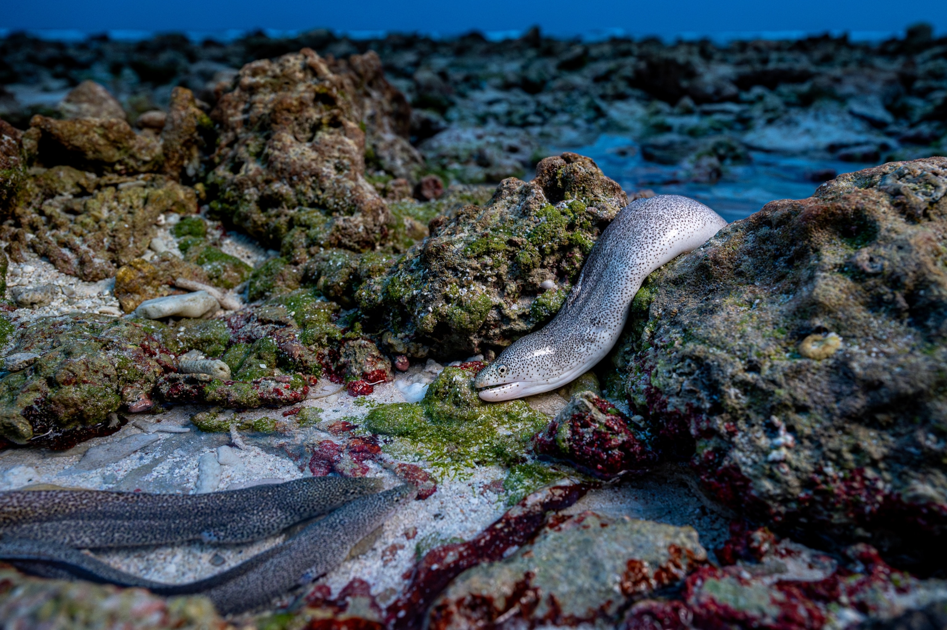 An eels body hangs over rocks its long body reaching for a fish.