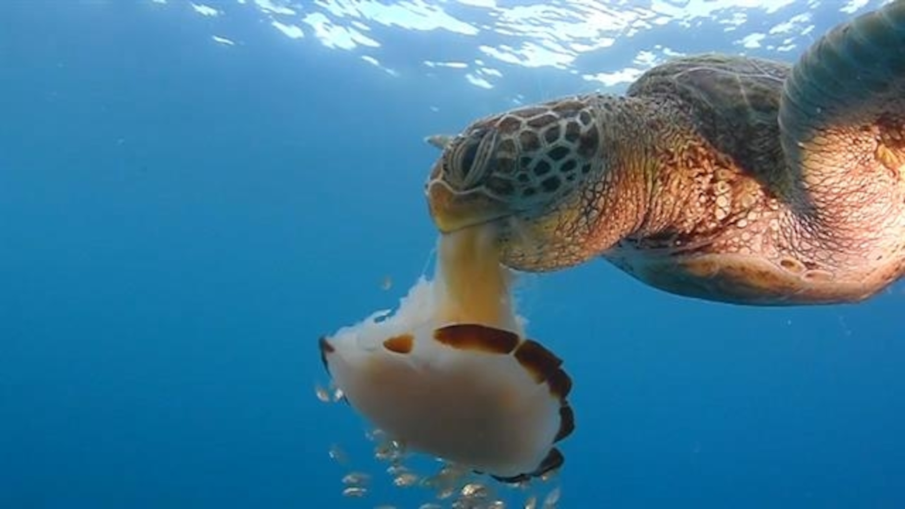 what eats a green sea turtle