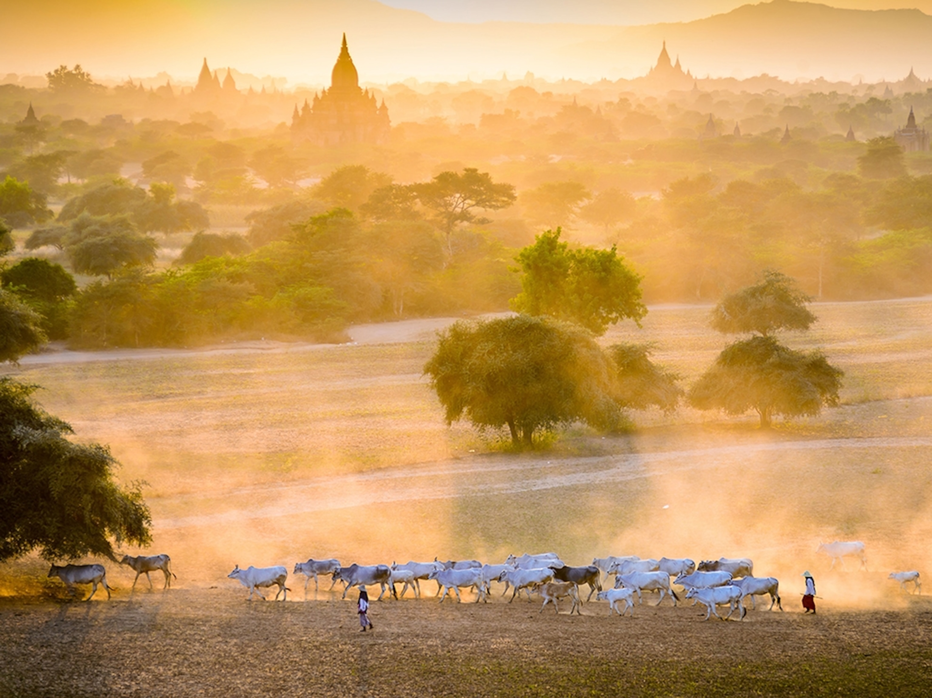cattle in Bagan, Myanmar
