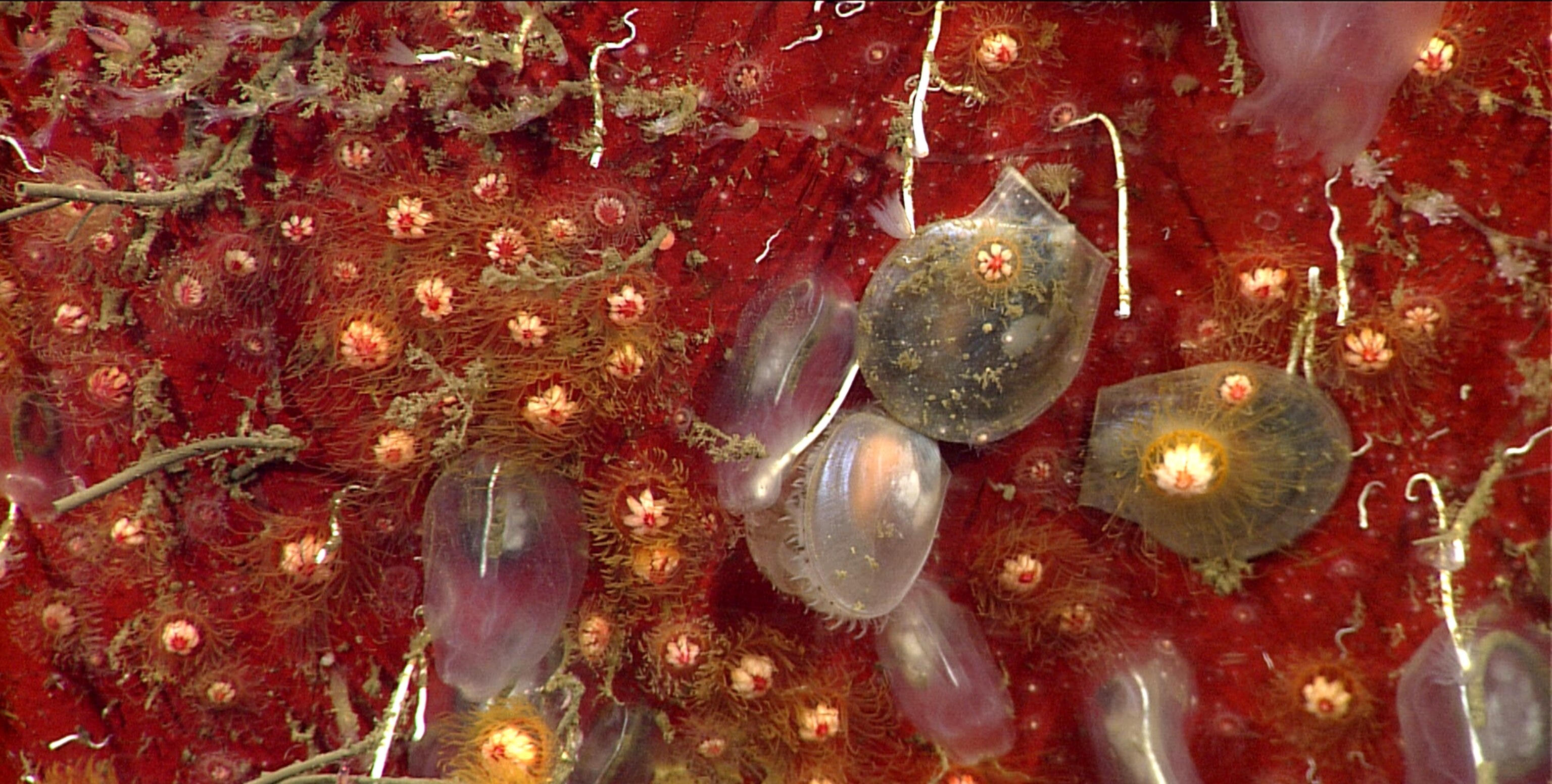 animals that live on a sunken shipping container.