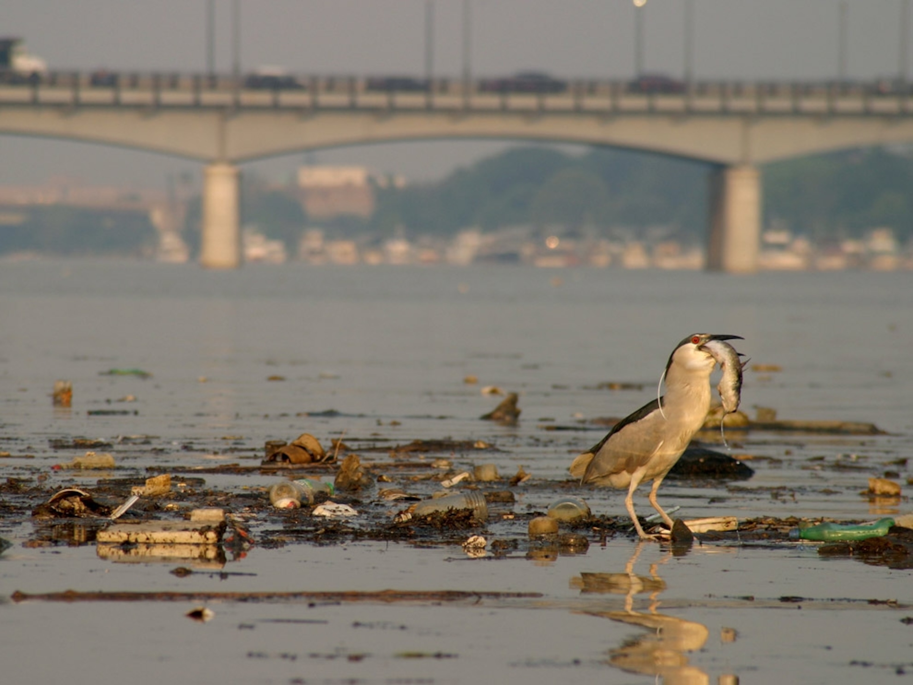 A night heron eats a dead fish amidst trash on the Anacostia River
