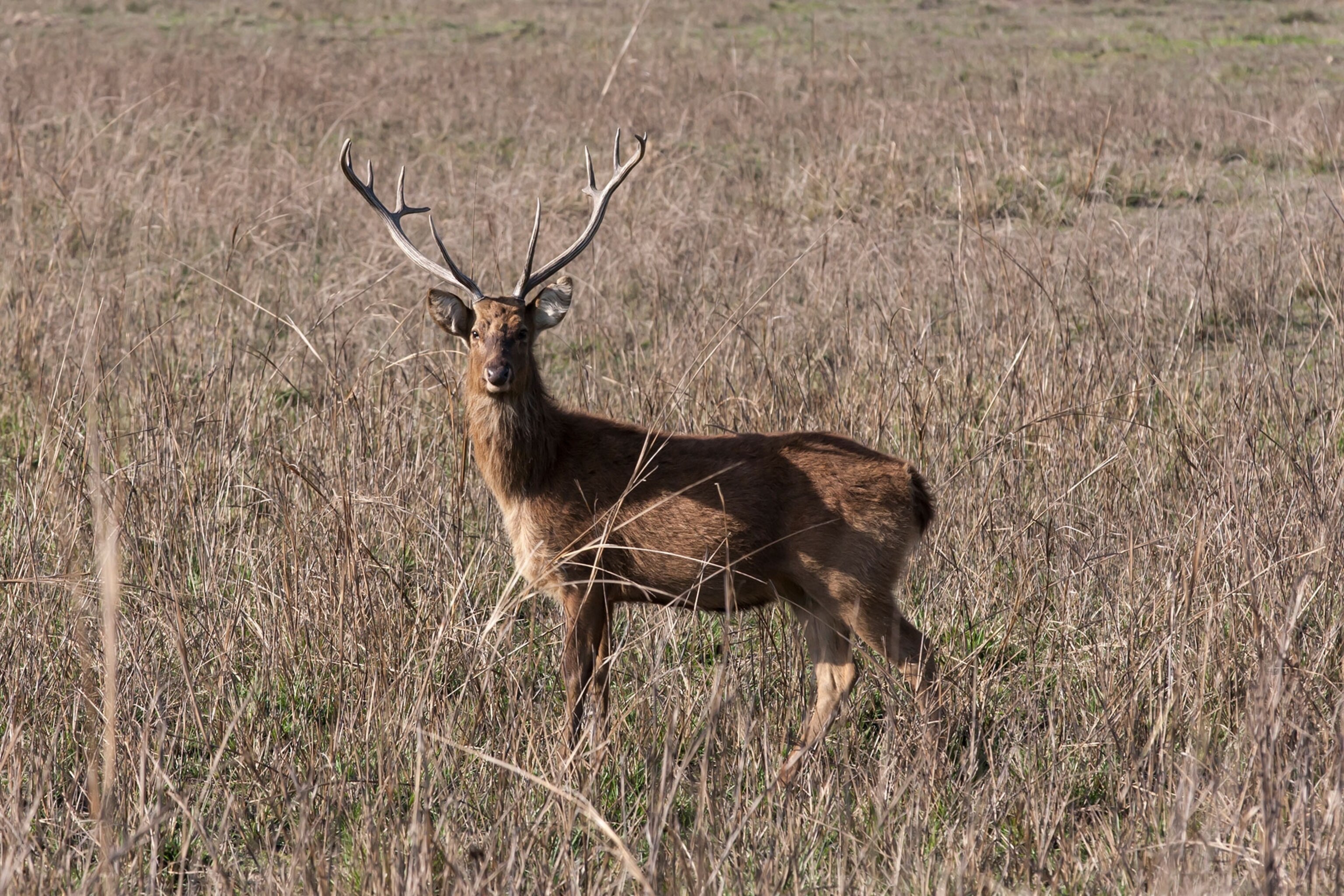 swamp deer in Kanha National Park, Madhya Pradesh, India