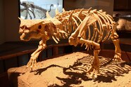 Ankylosaurus Skeleton Ankylosaurus Skeleton