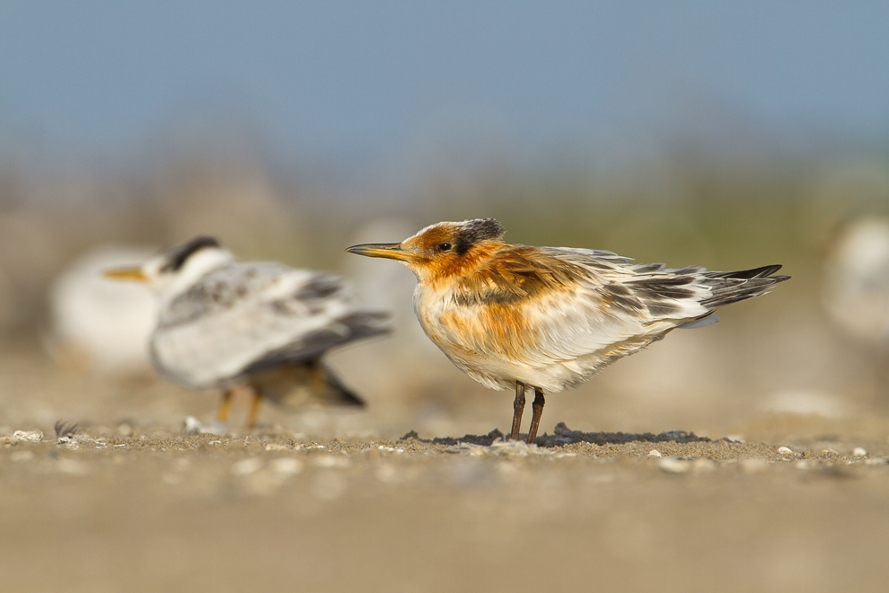 Close-up picture of an oiled sandwich tern.