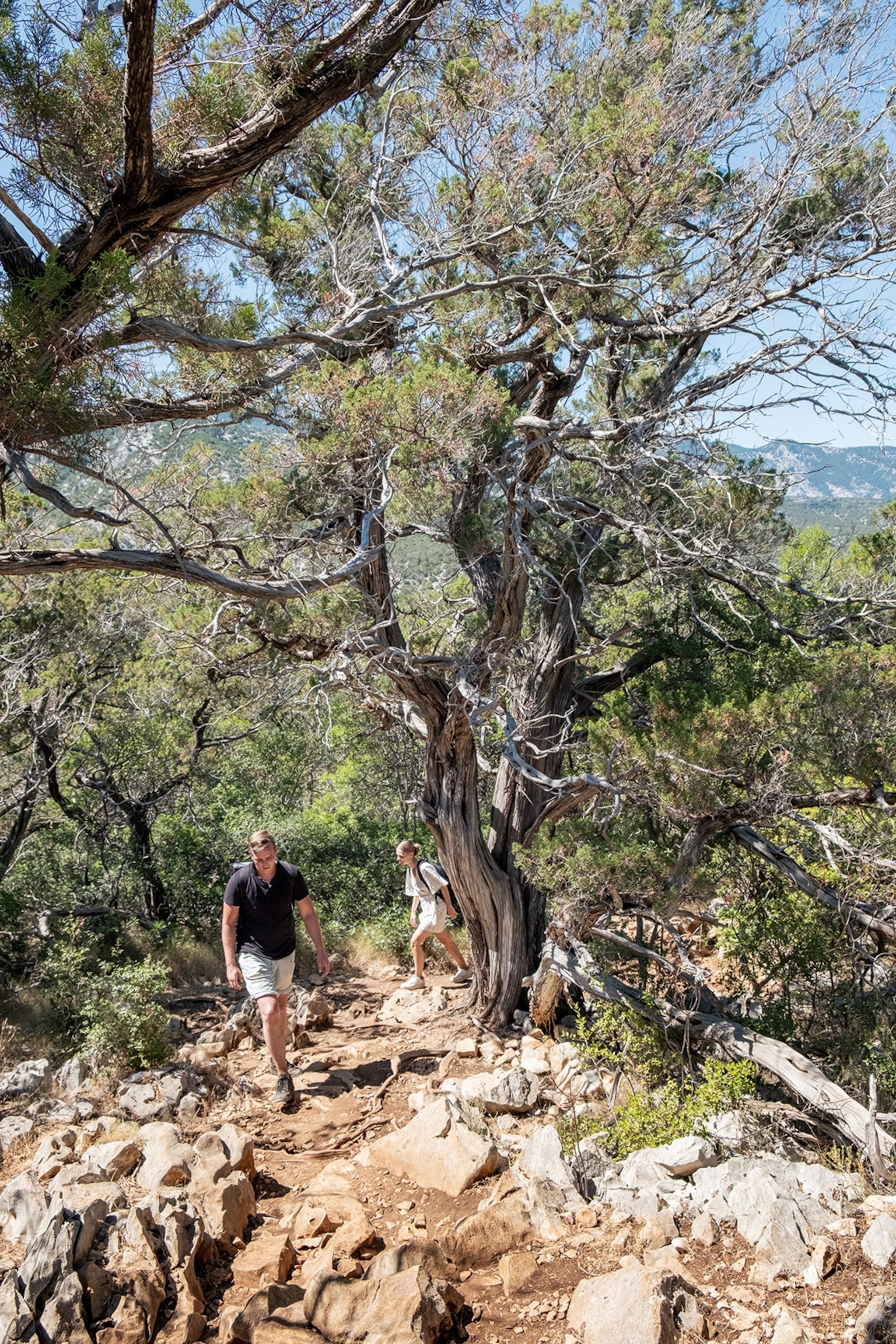 Two hikers make their way around a large tree.