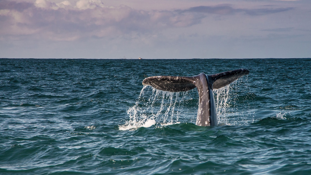 The most unique New Year's celebrations across the Americas
