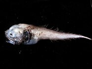 What d You Call Me Meet The Bony Eared Assfish