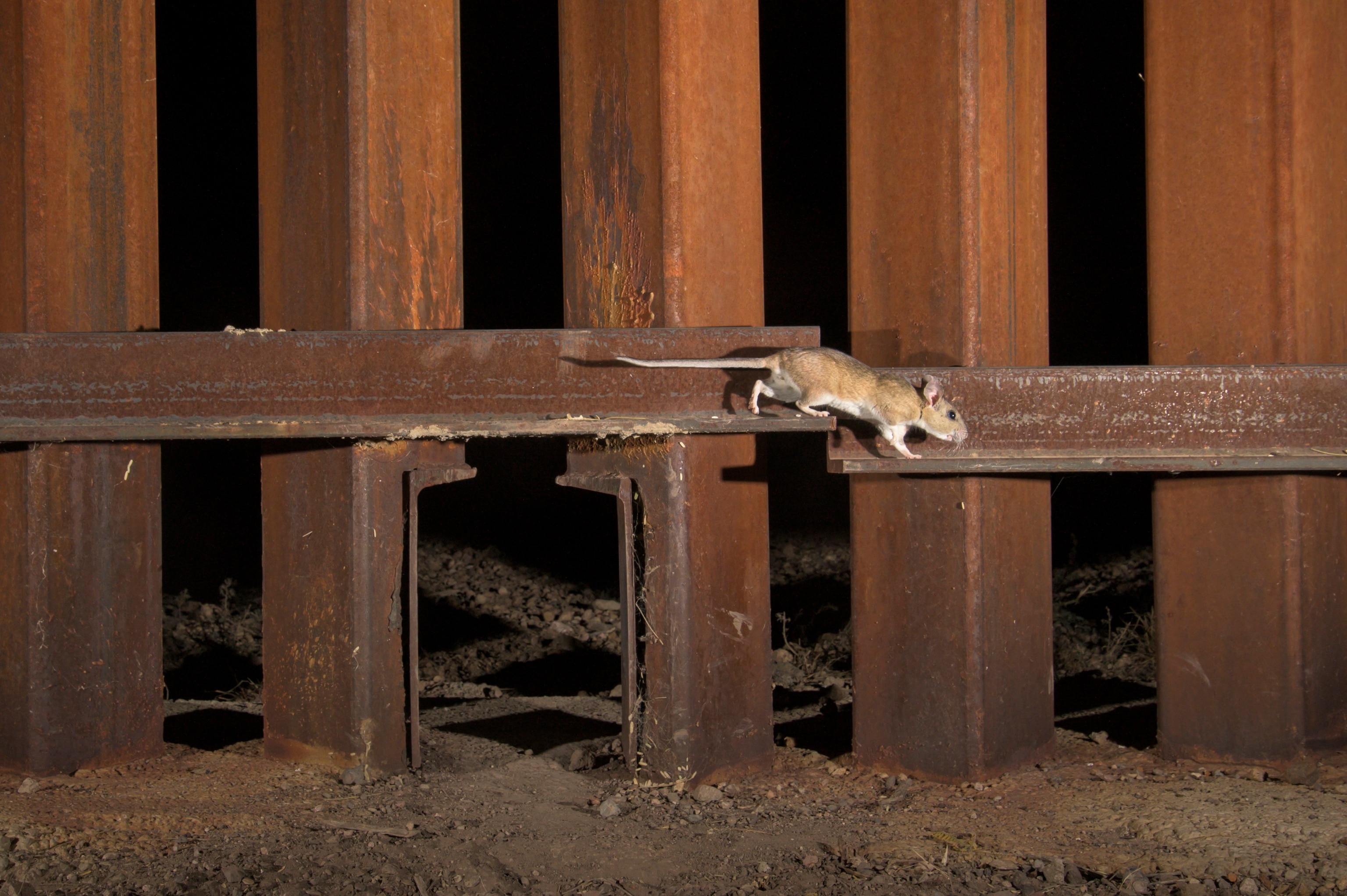Animals walk beside the steel-slatted wall being built along the border between the United States and Mexico.