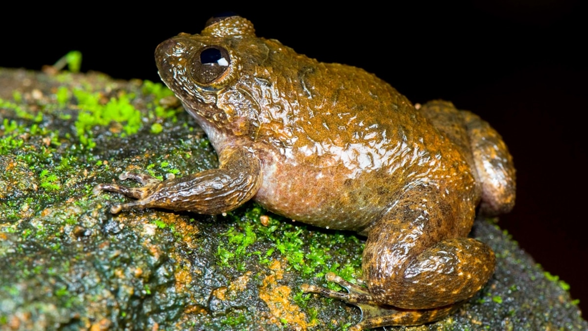 Pictures Meowing Night Frog, Other New Species Found
