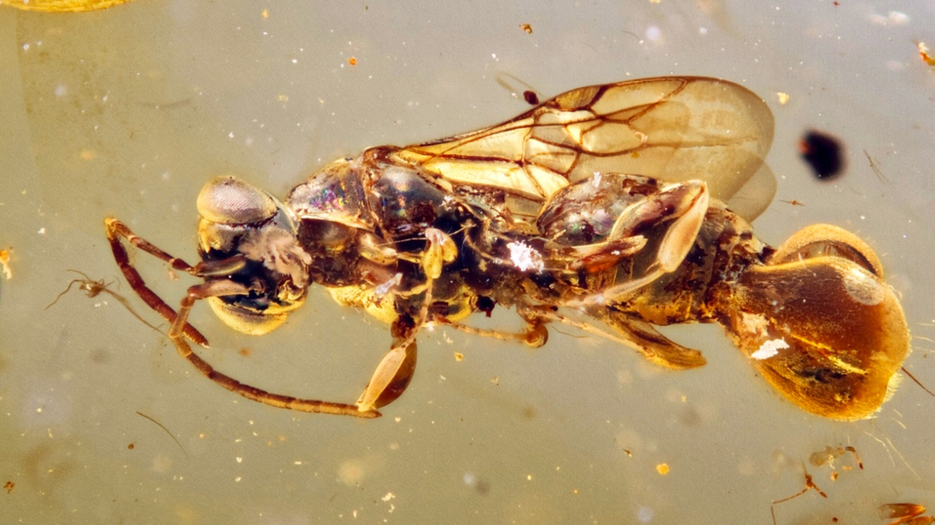 This deadly prehistoric wasp captured prey with 'Venus flytrap' abs