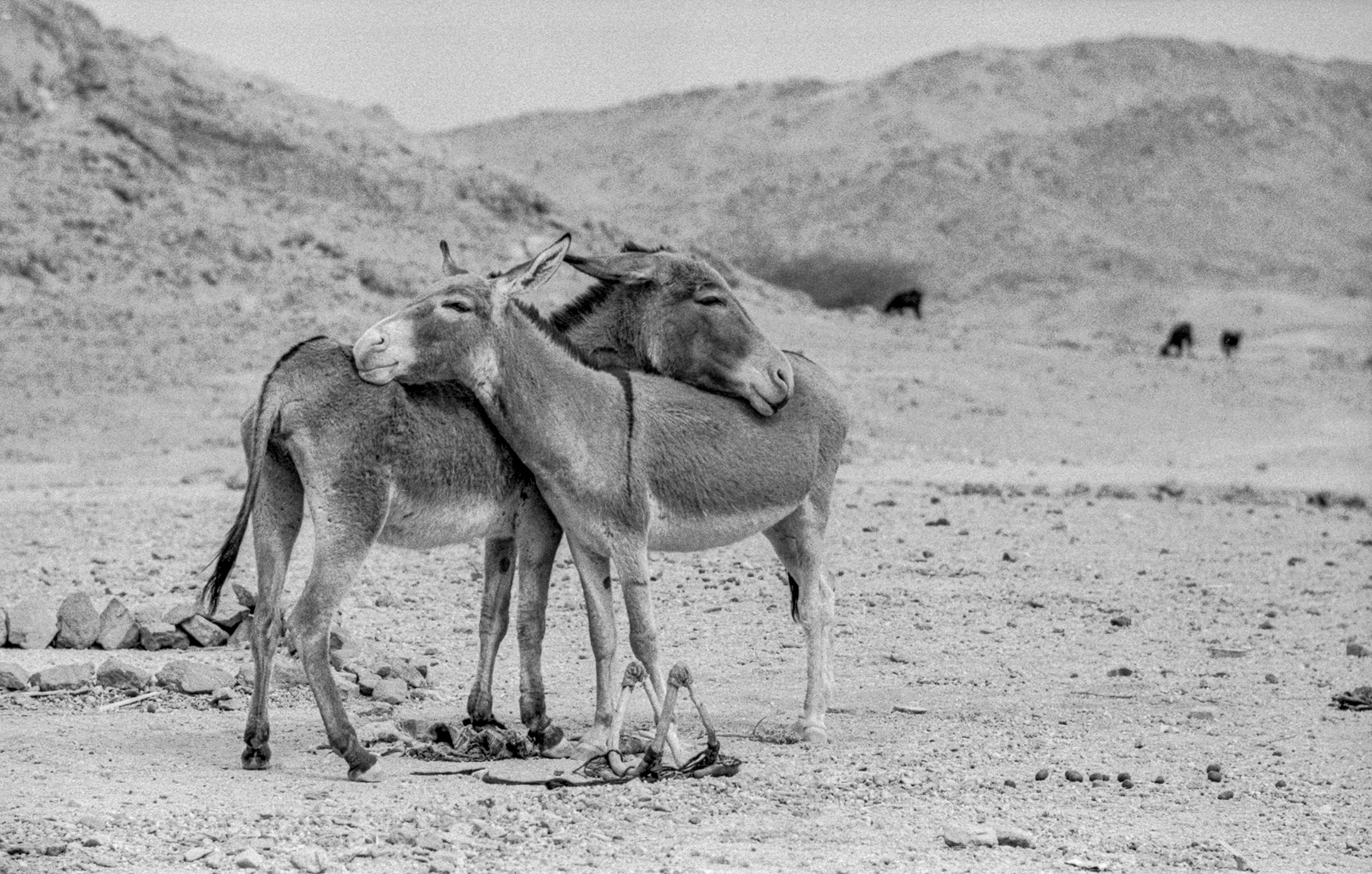Two donkeys lean on each other