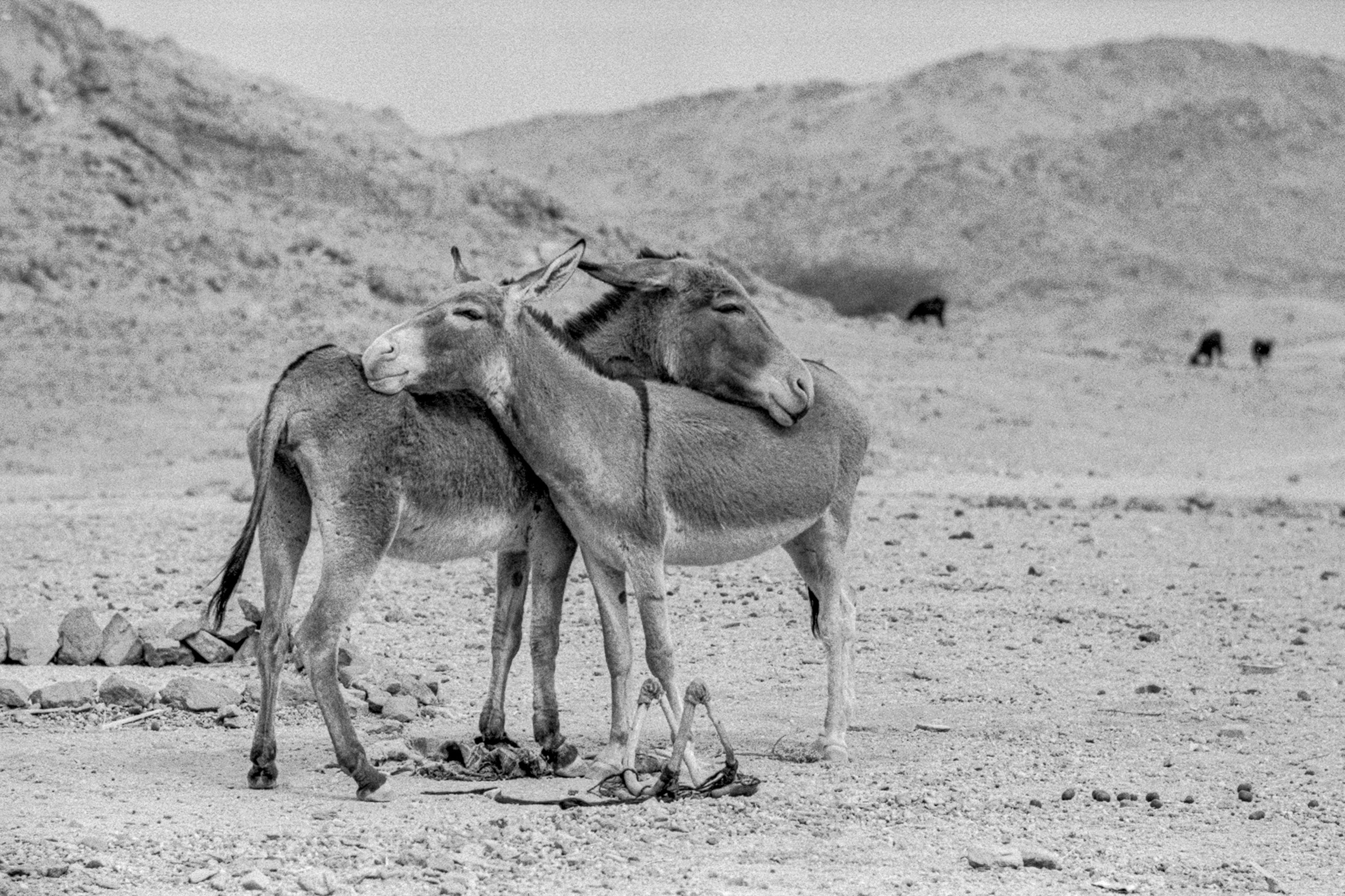 ナショナルジオグラフィックwedgeDAYS National Geographic