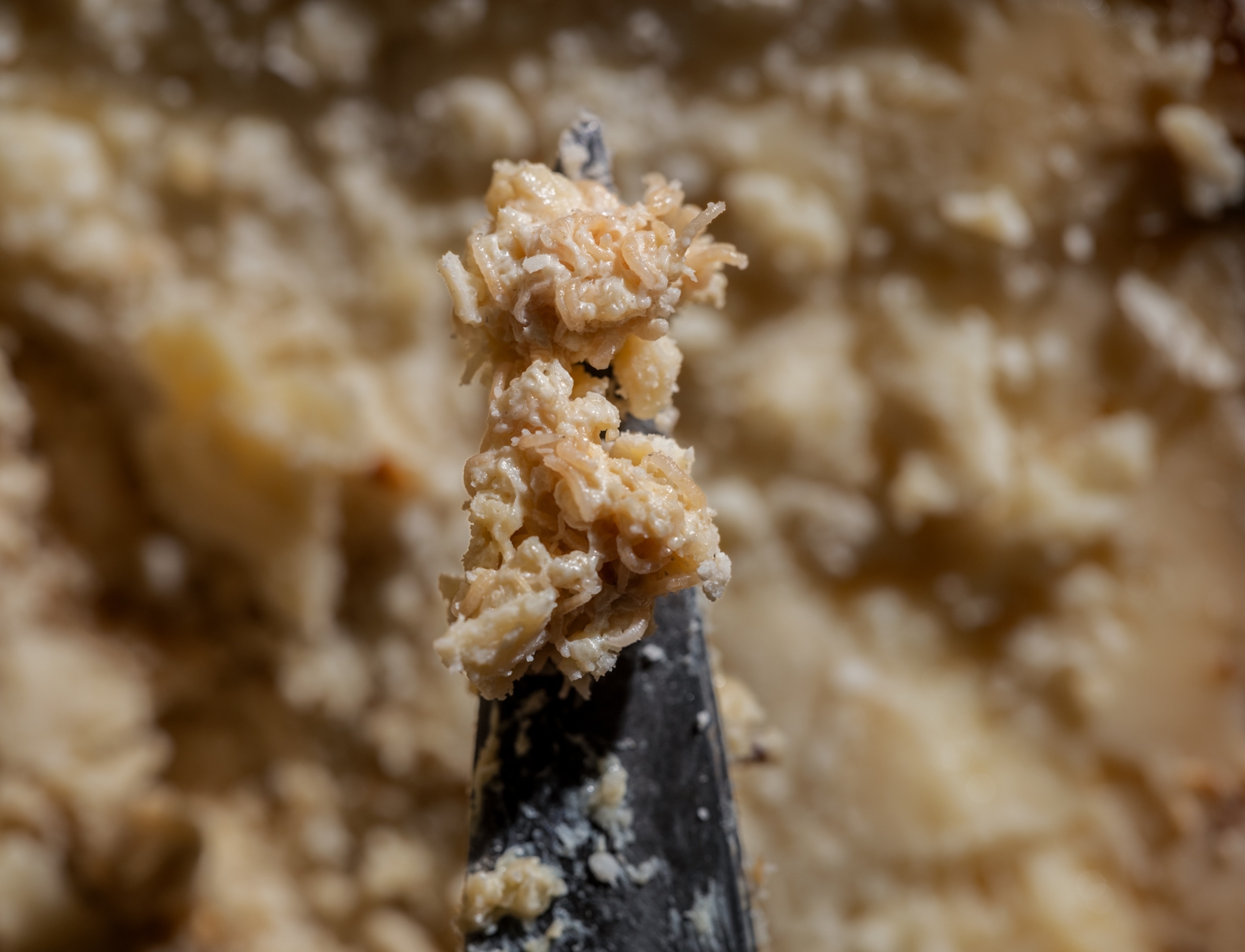 Sardinian shepherd’s knife with part of the interior of cheese on the tip of its blade.