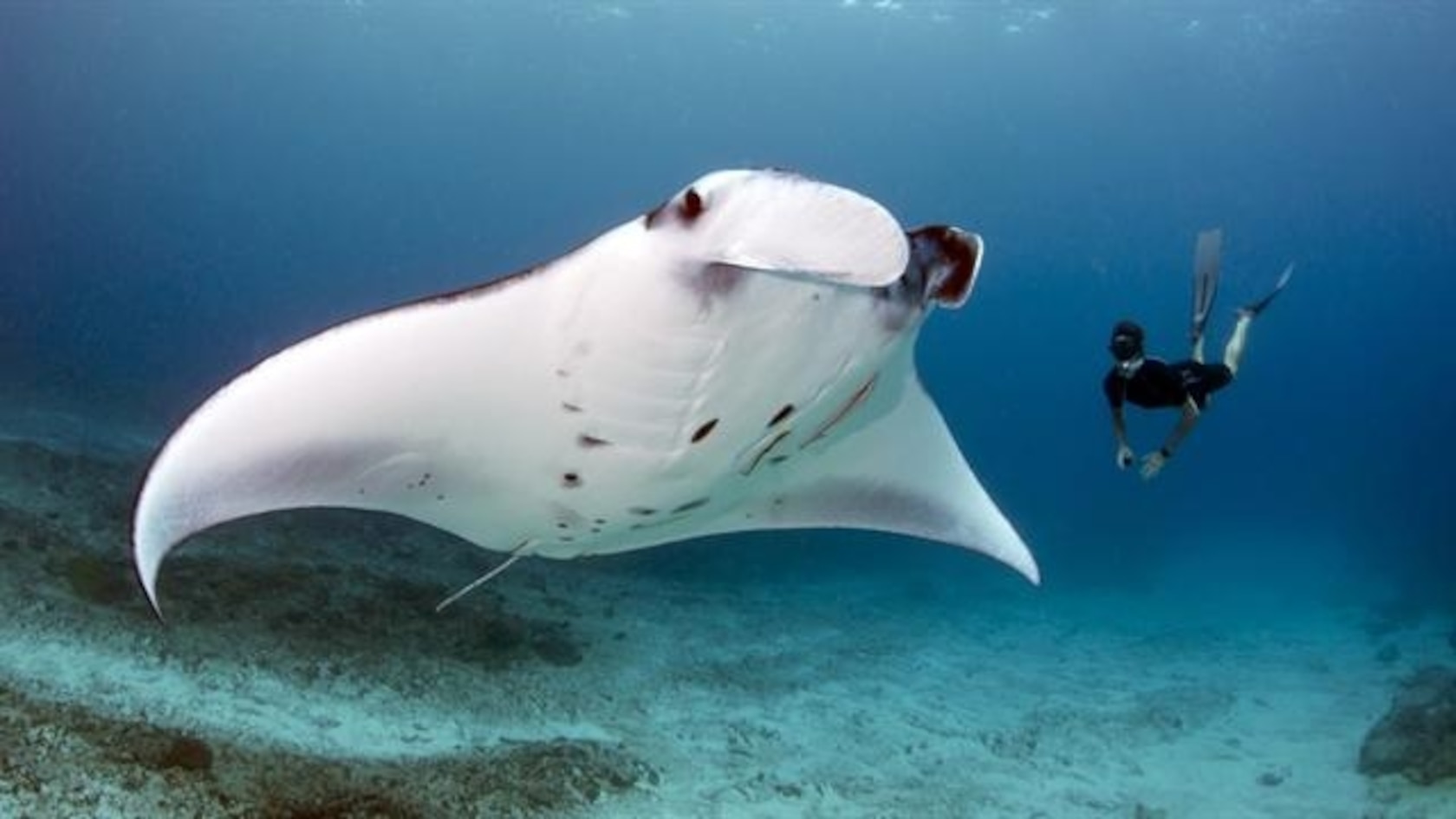 NG Live!: Andrea Marshall: Queen of the Manta Rays