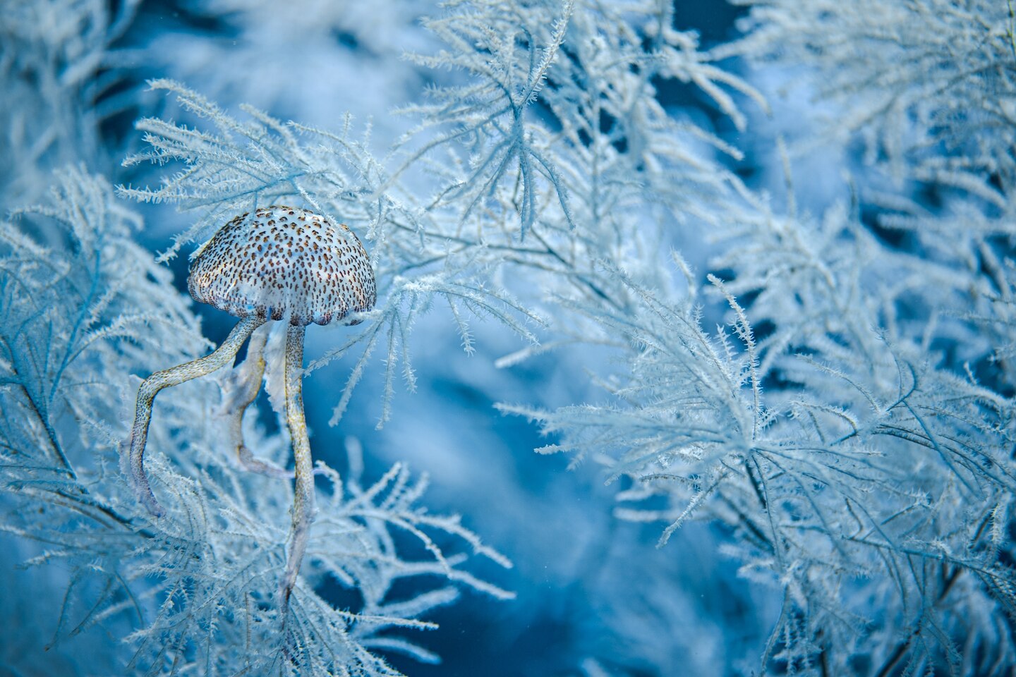 NGM%20Ballesta%20Underwater-10.jpg?w=144