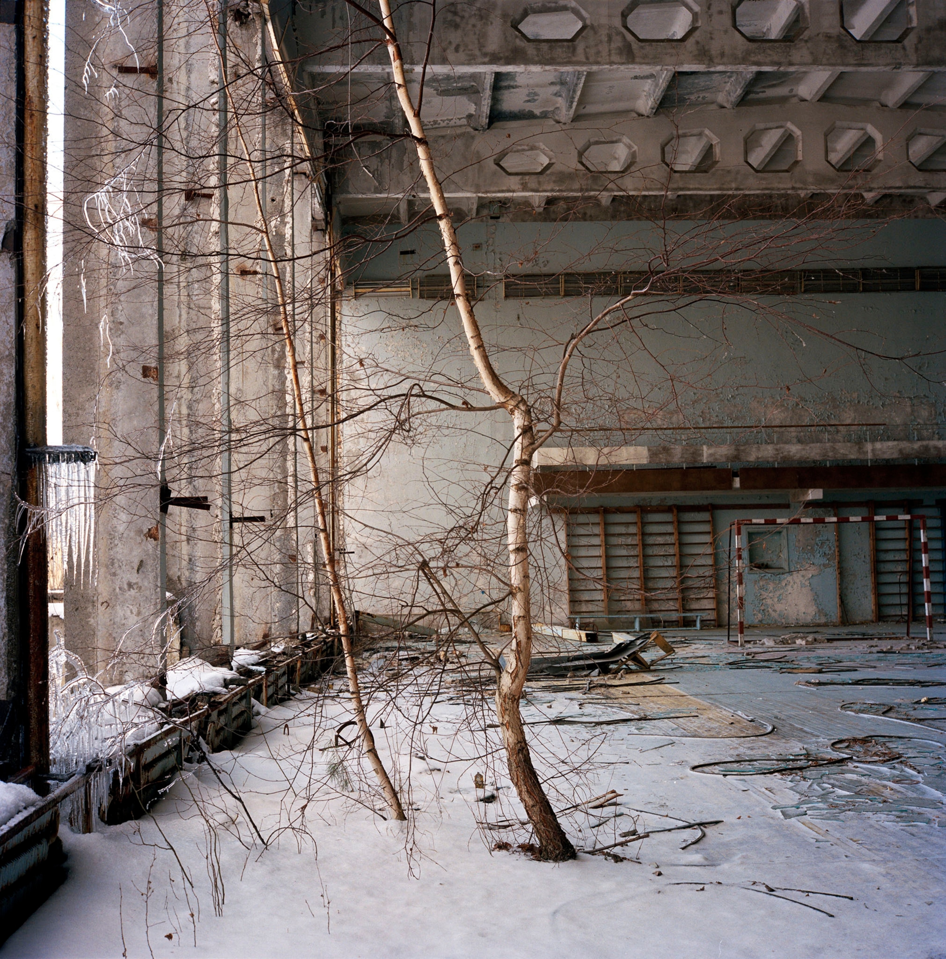 tree in Chernobyl