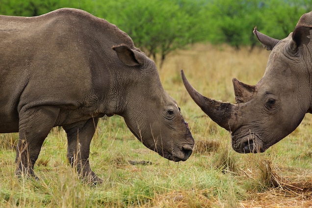 POLL: Should South Africa strictly enforce its anti-poaching legislation? POLL: Should South Africa strictly enforce its anti-poaching legislation?