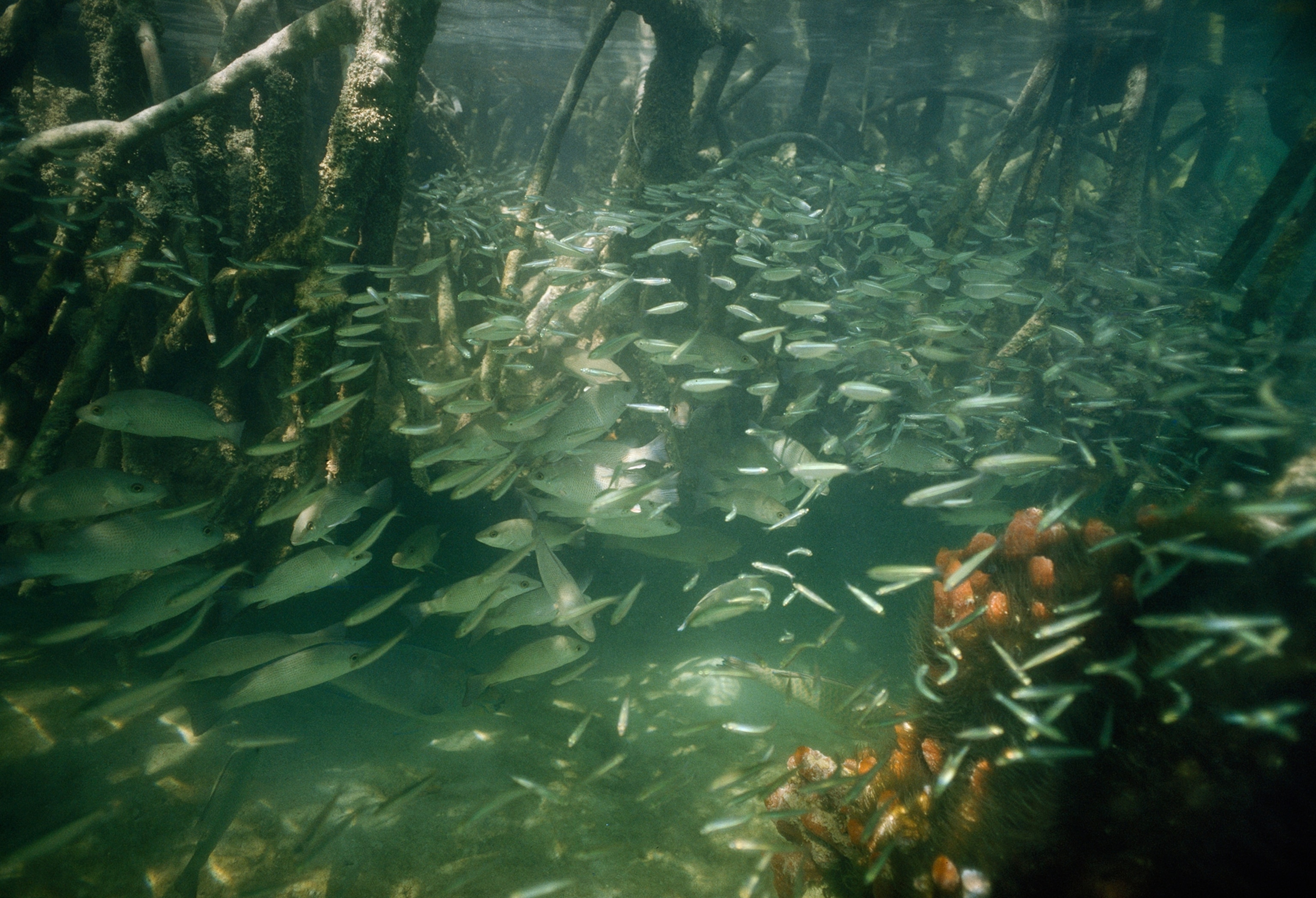 A pandemonium of fish — big mangrove snappers and others — gathers amid tangled prop roots at high tide to dine in one of the world’s richest marine environments. As the tide recedes, it carries detritus and mircoorganisms to nearby shallows that become nurseries for many of the souther Florida’s commercial fish and shrimp.