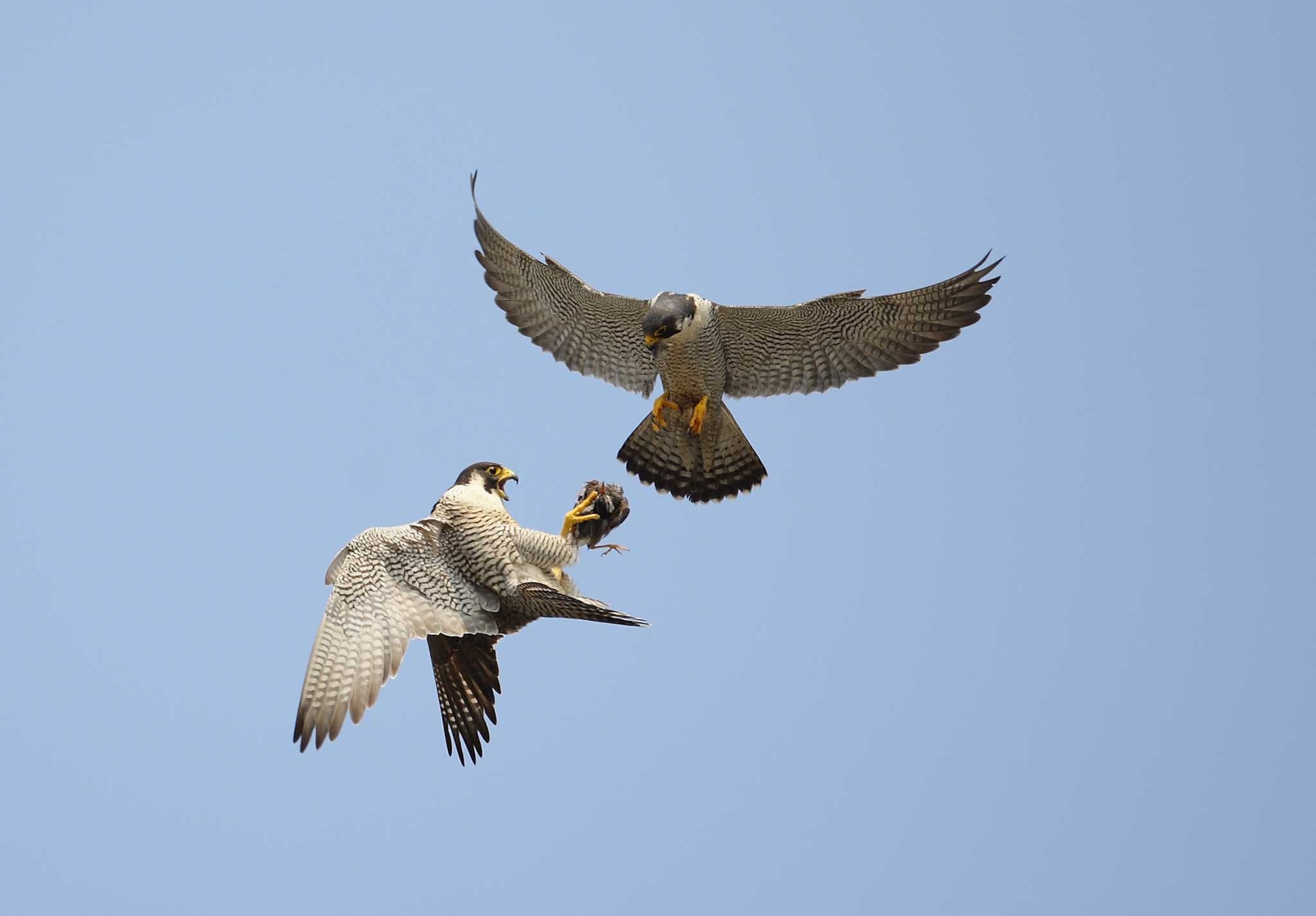 The screaming female peregrine falcon has just received the starling from the male in the air. This game exchange culminates their courtship ritual.