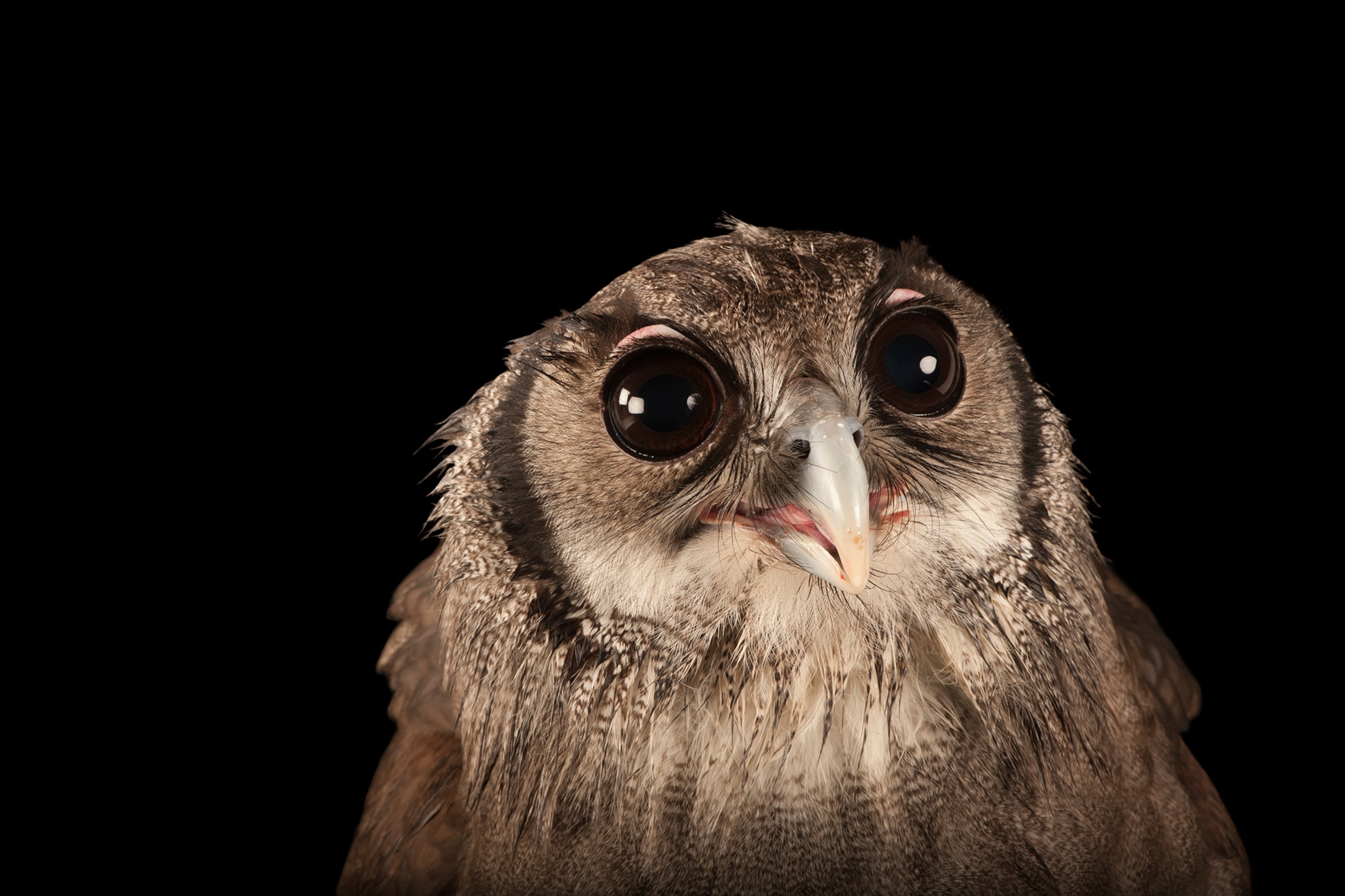 Ten Pictures of Superb Owls for the Super Bowl