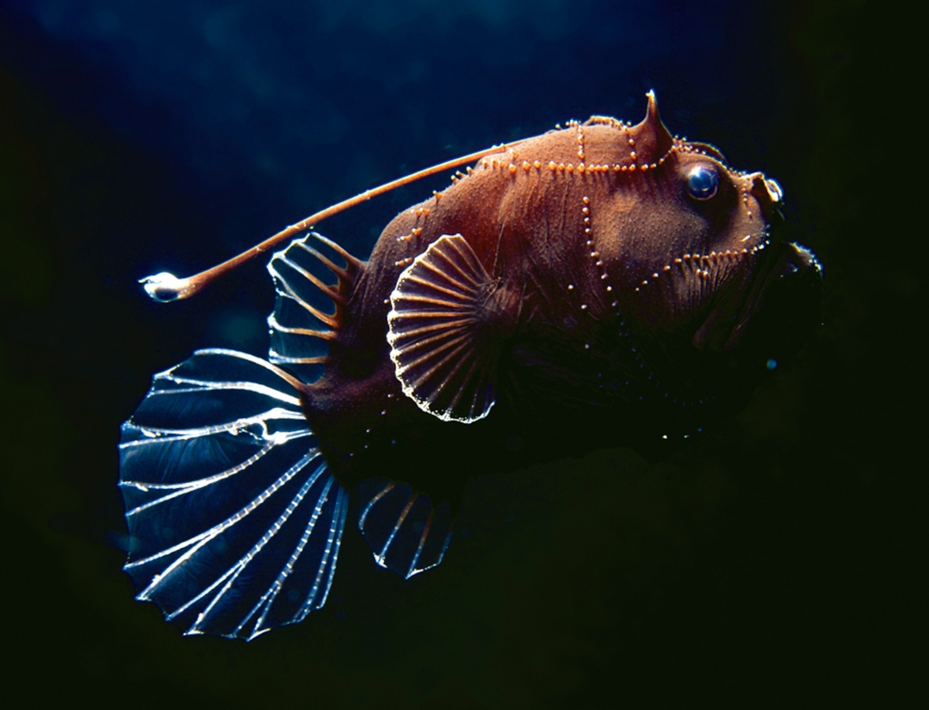 a deep-sea anglerfish off the Osprey Reef in the Coral Sea