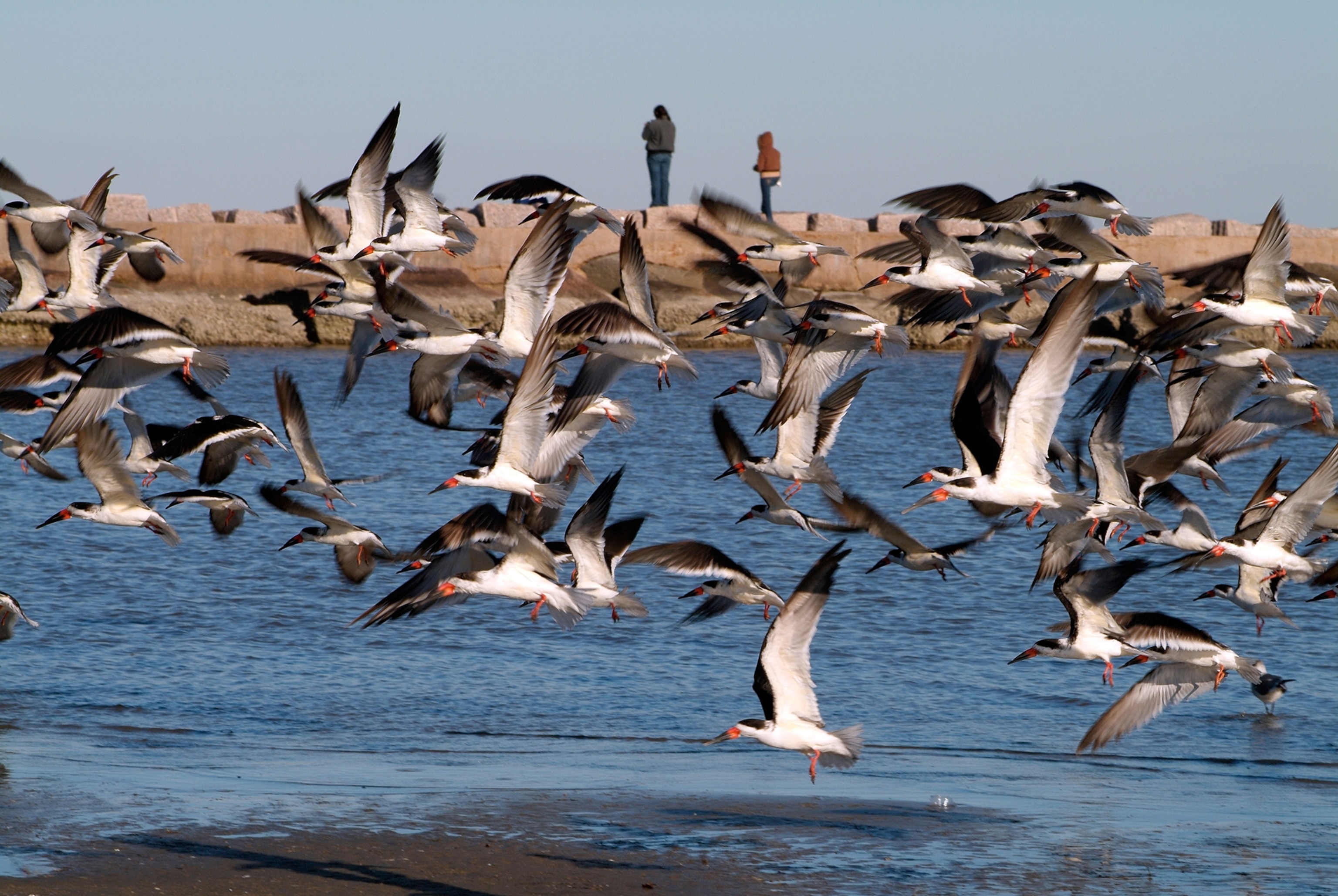 Oil containment booms cuts across a sand bar covered with birds on Pelican Island on Sunday, March 23, 2014, in Galveston, Texas. Dozens of ships are in evolved in clean-up efforts to remove up to 168,000 gallons of oil that make have spilled into Galveston Bay after a ship and barge collided near the Texas City dike on Saturday afternoon. (AP Photo/ Houston Chronicle, Smiley N. Pool)