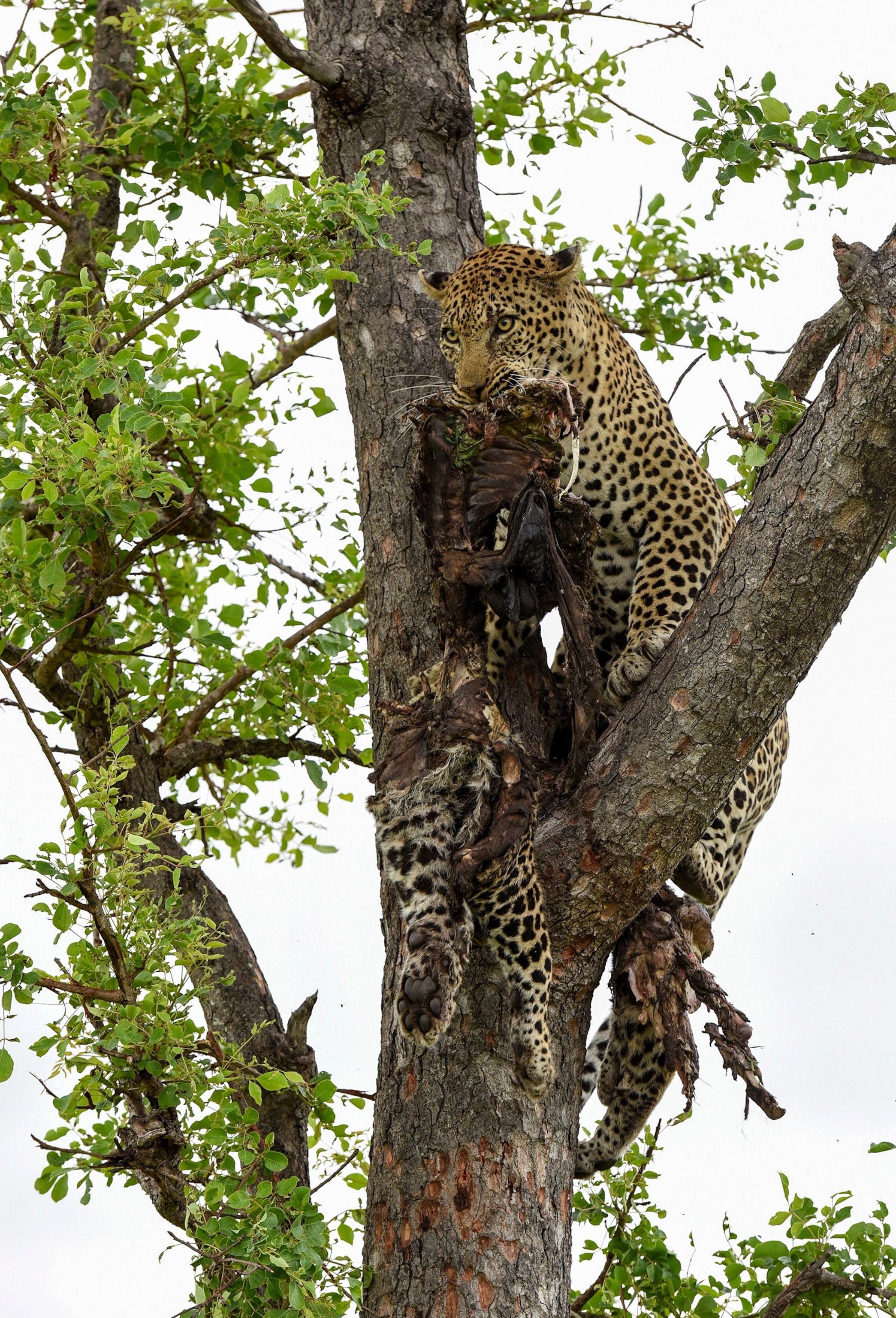 a leopard in a tree surveying its territory