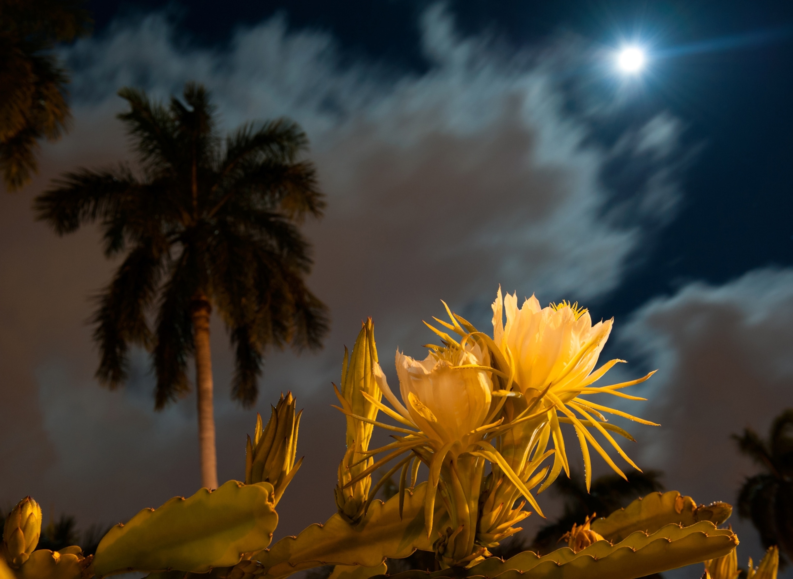 Punahou School in Honolulu