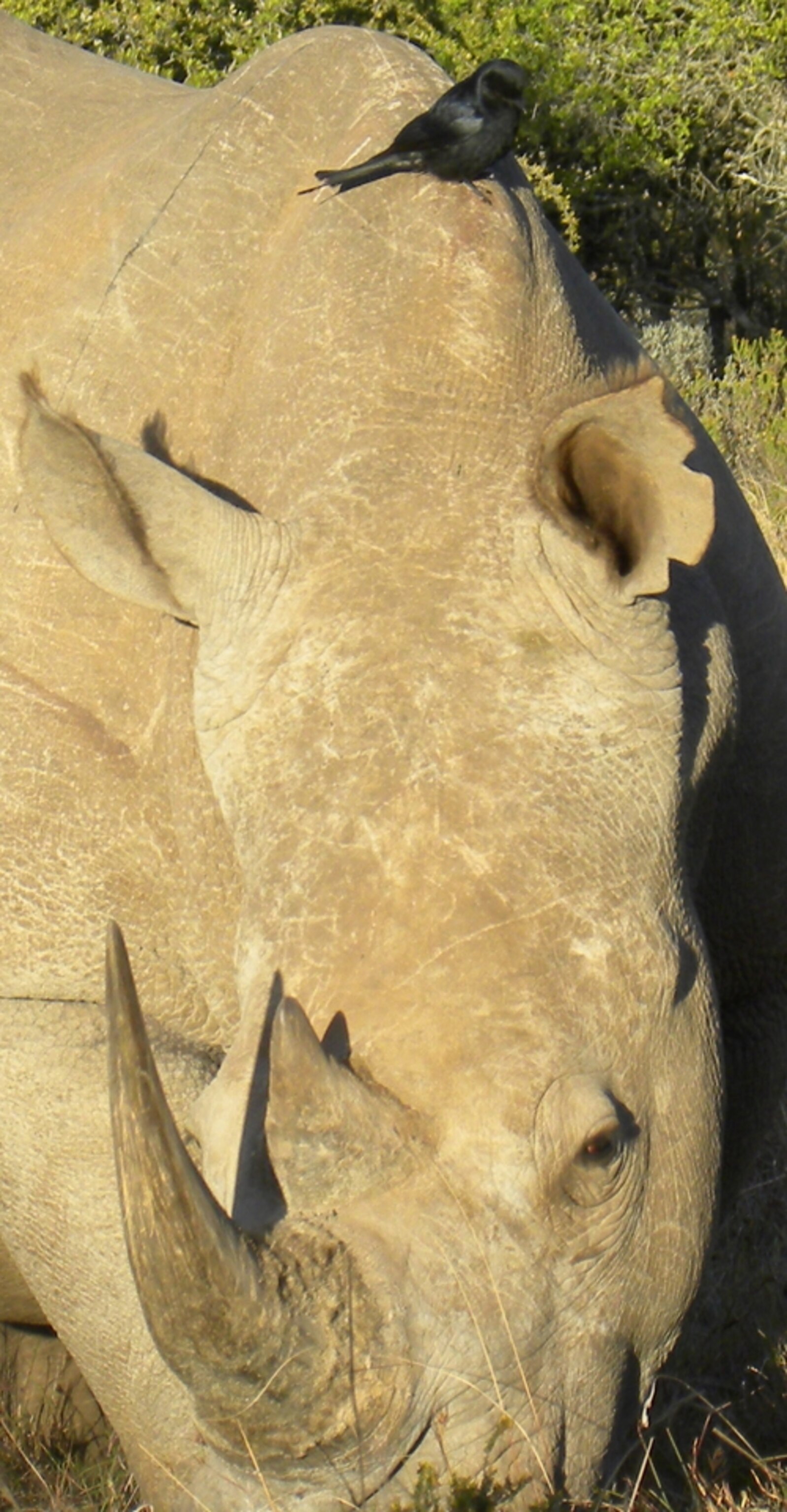 a rhino. Note also the drongo sitting on its back, looking for insects that are disturbed by its footfalls.