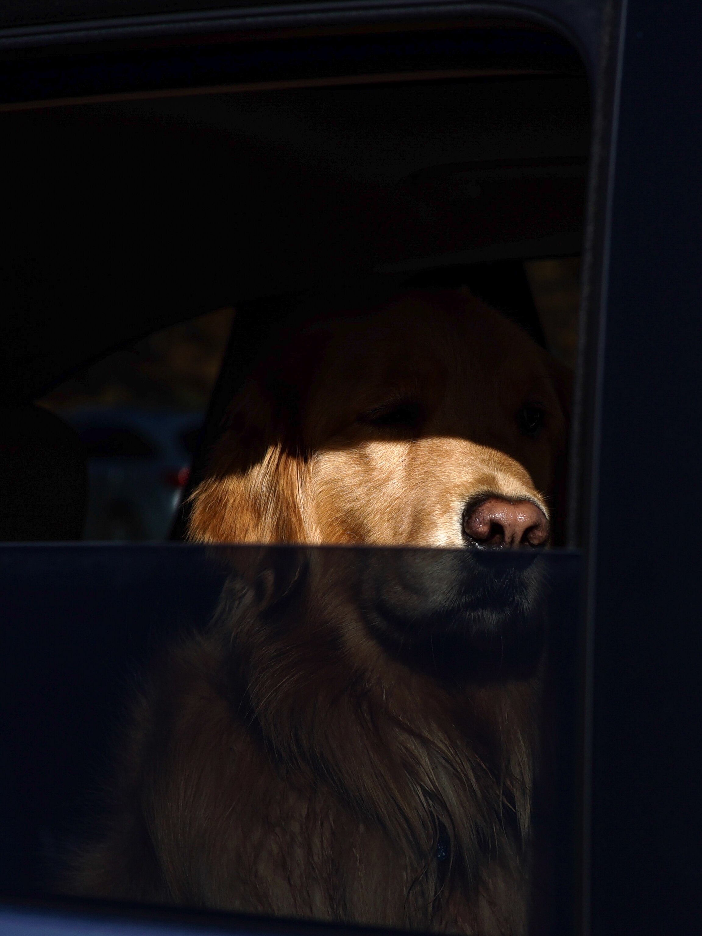 See a dog locked in a hot car? Here’s what you can do.
