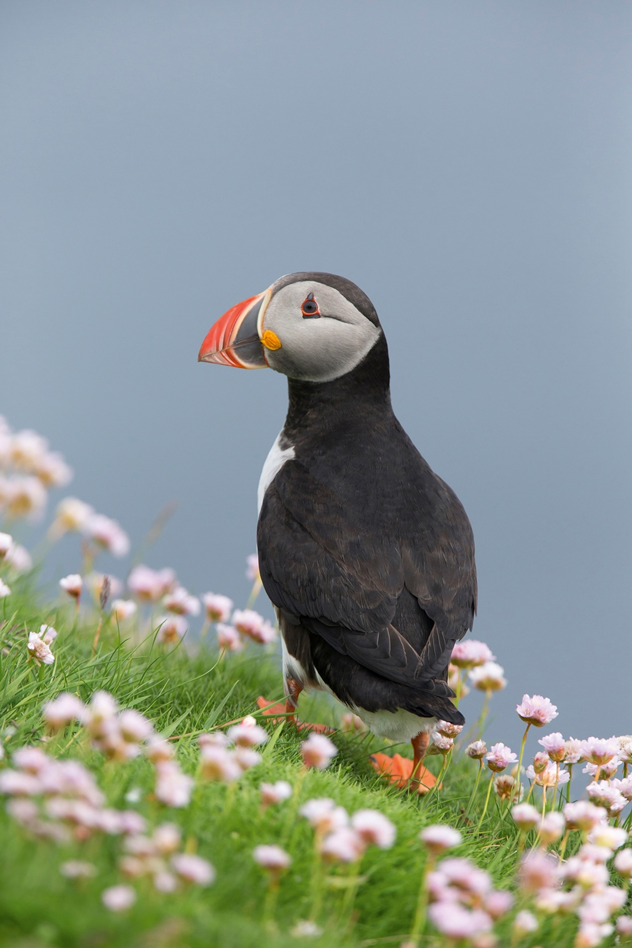 A close-up of a puffin bird sitting on the edge of a cliff in wildflowers.