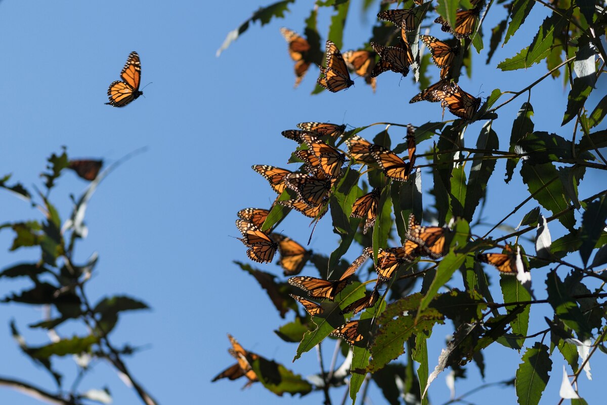 Monarch butterflies denied endangered species listing despite shocking