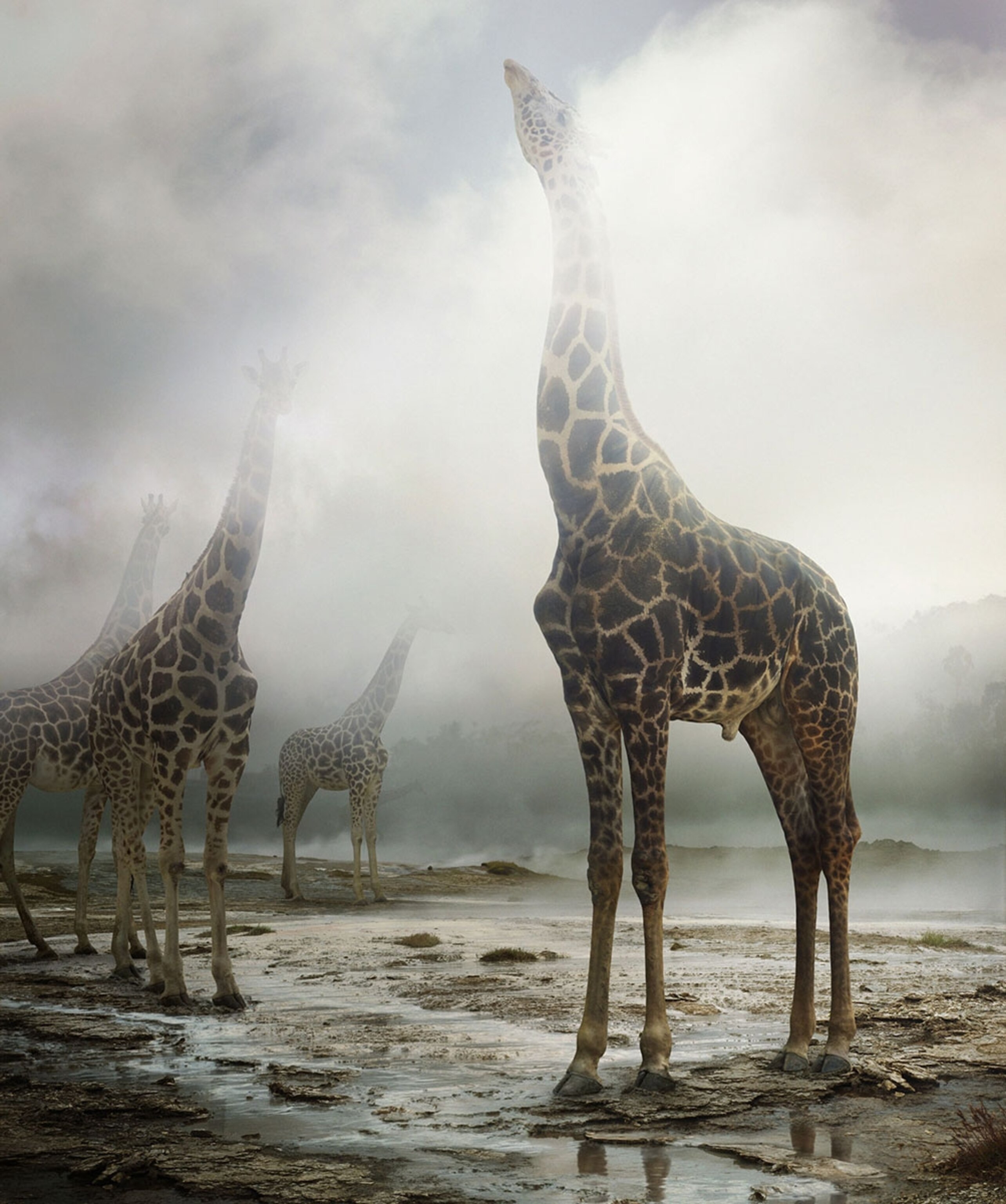 a constructed image of four giraffes standing on muddy ground with their heads reaching up into a misty haze
