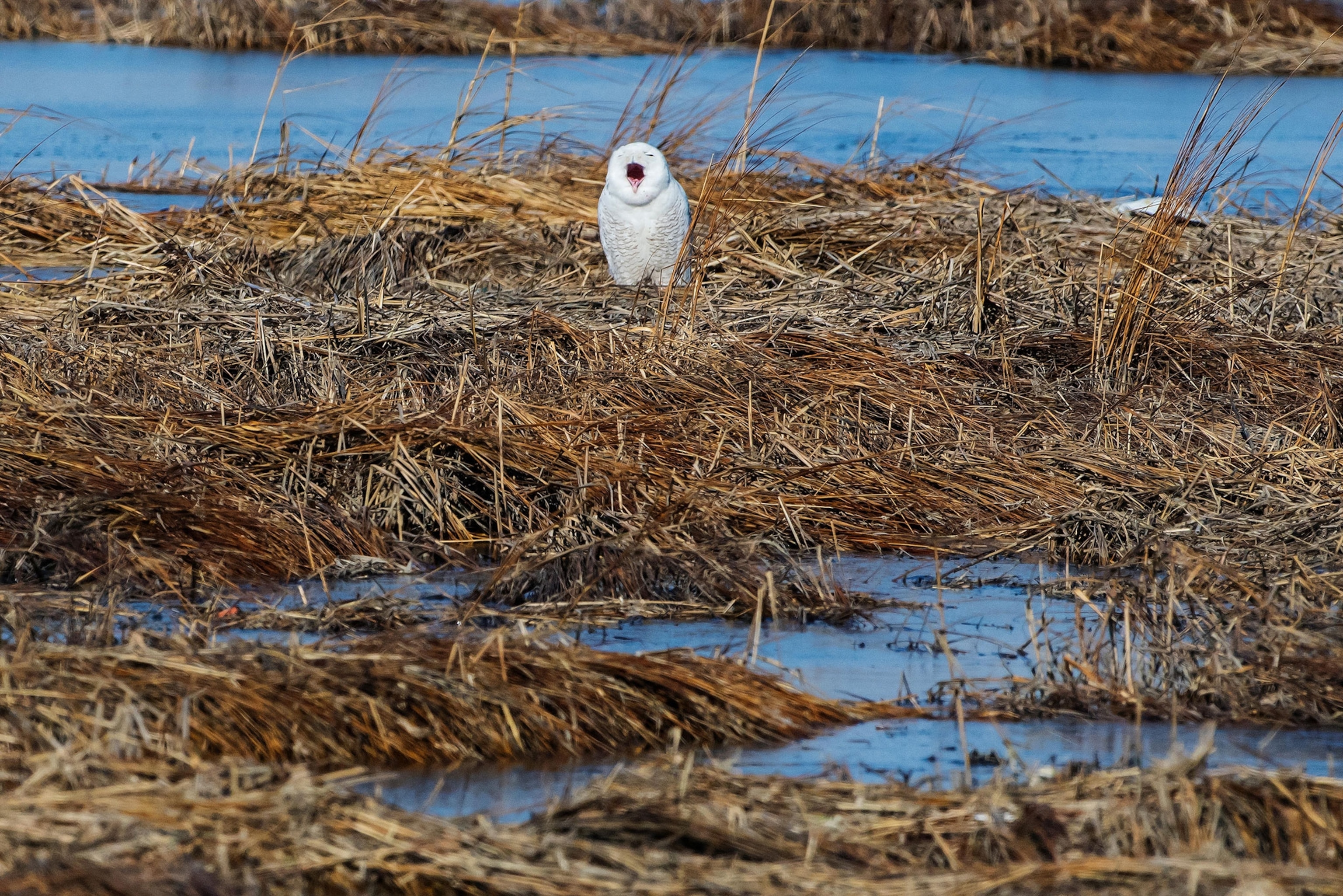 An owl with white feathers sprinkled with black and white patterned feathers.