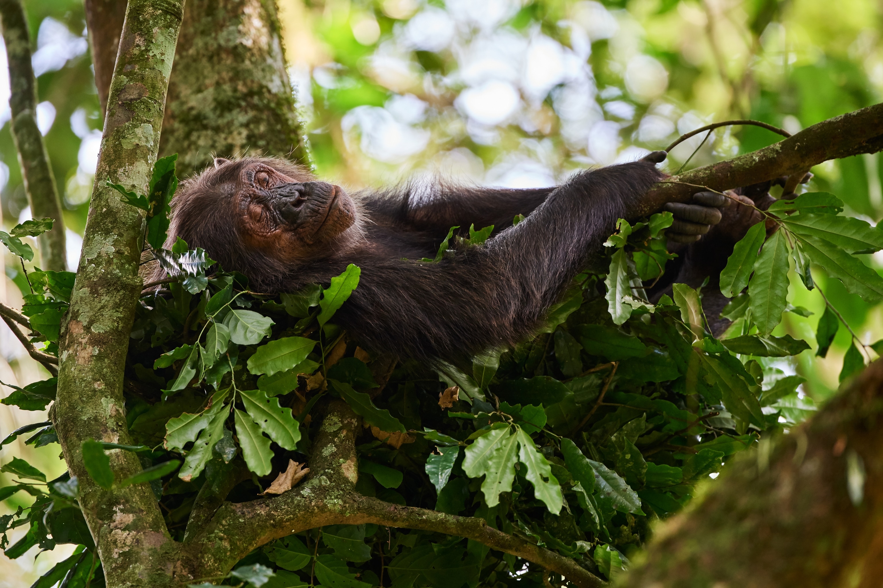 A chimpanzee is resting among lush green leaves on a tree branch in a forest.