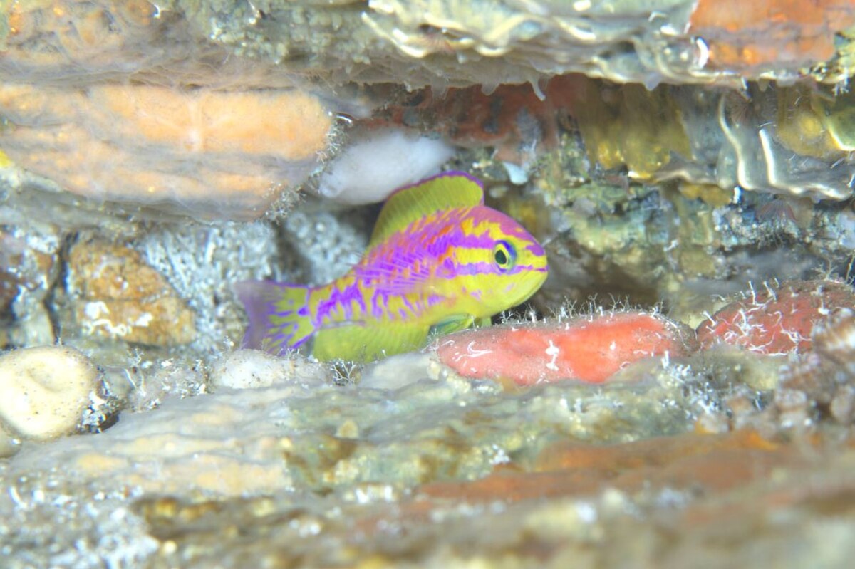 New, UltraColorful Neon Fish Species Discovered