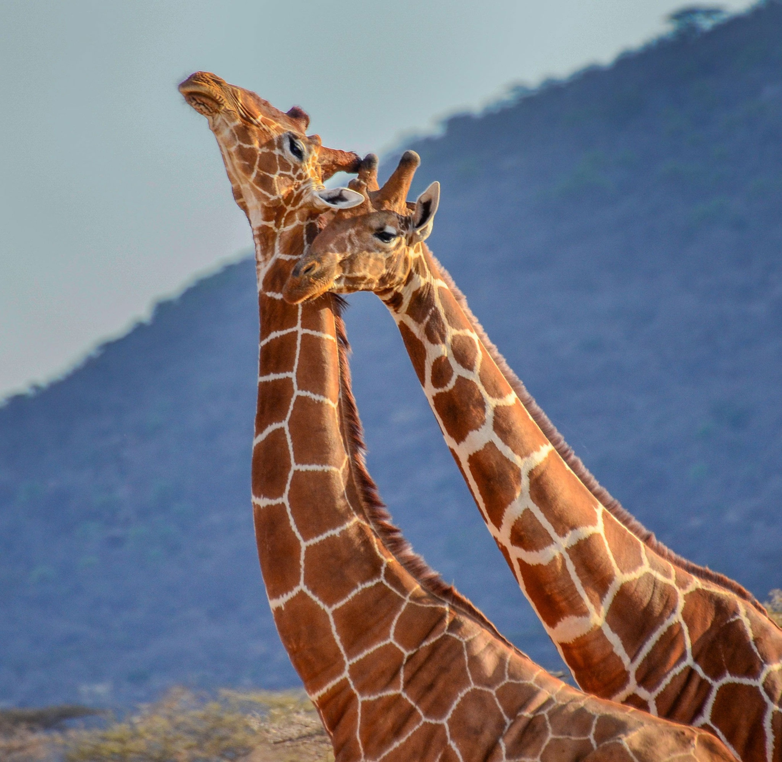 giraffes