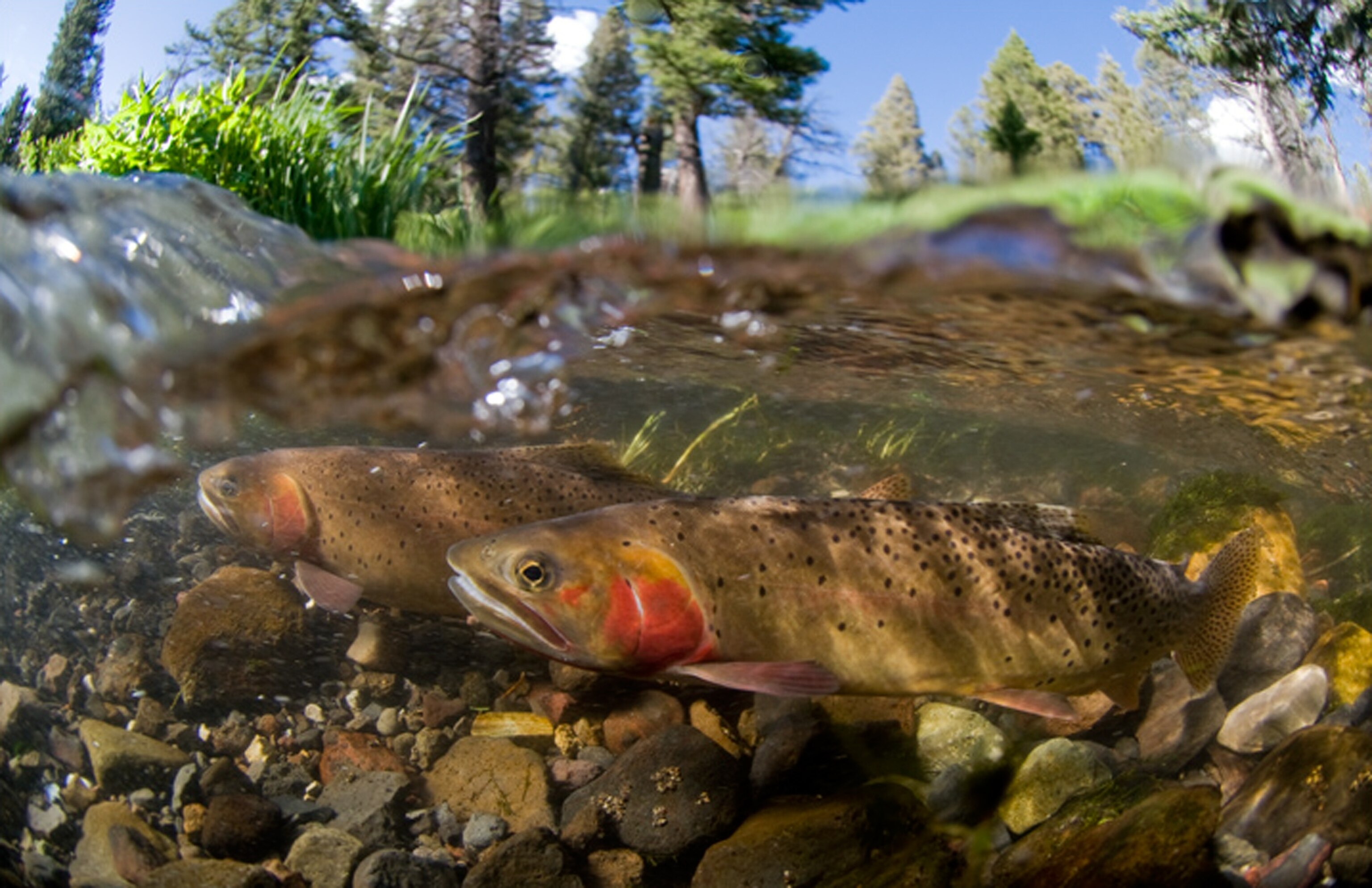 Yellowstone cutthroat trout spawn.