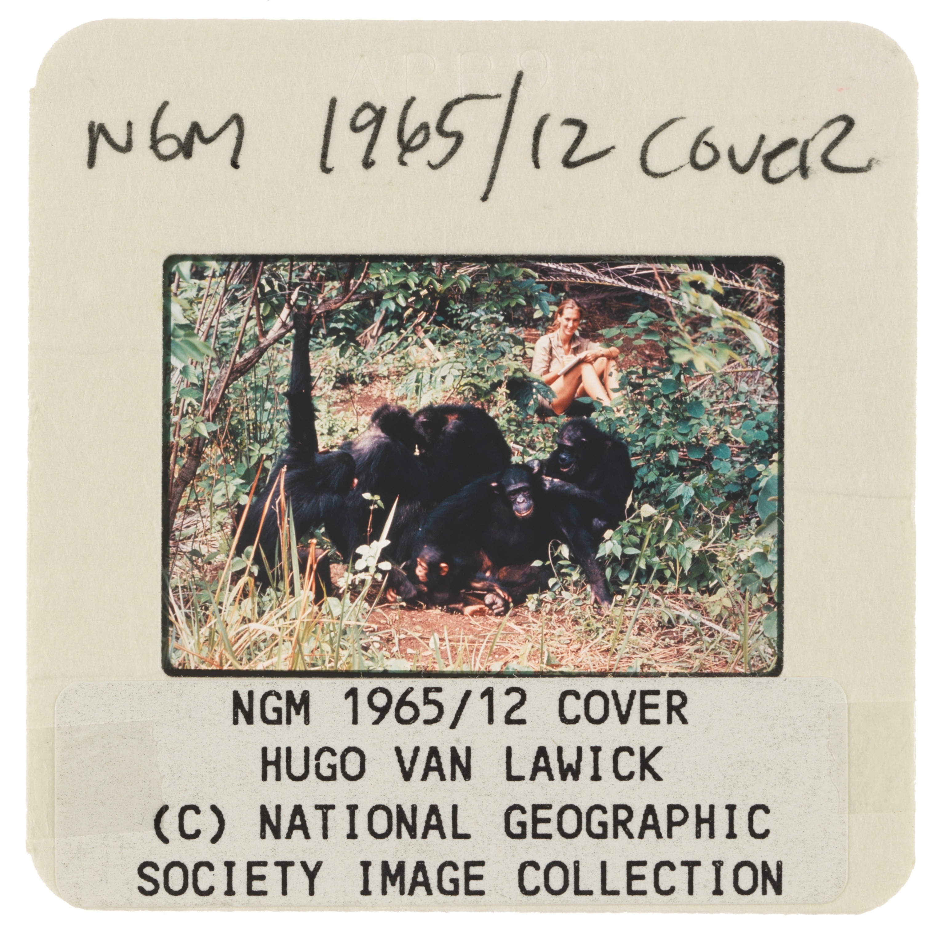 Jane watching a group of chimps.