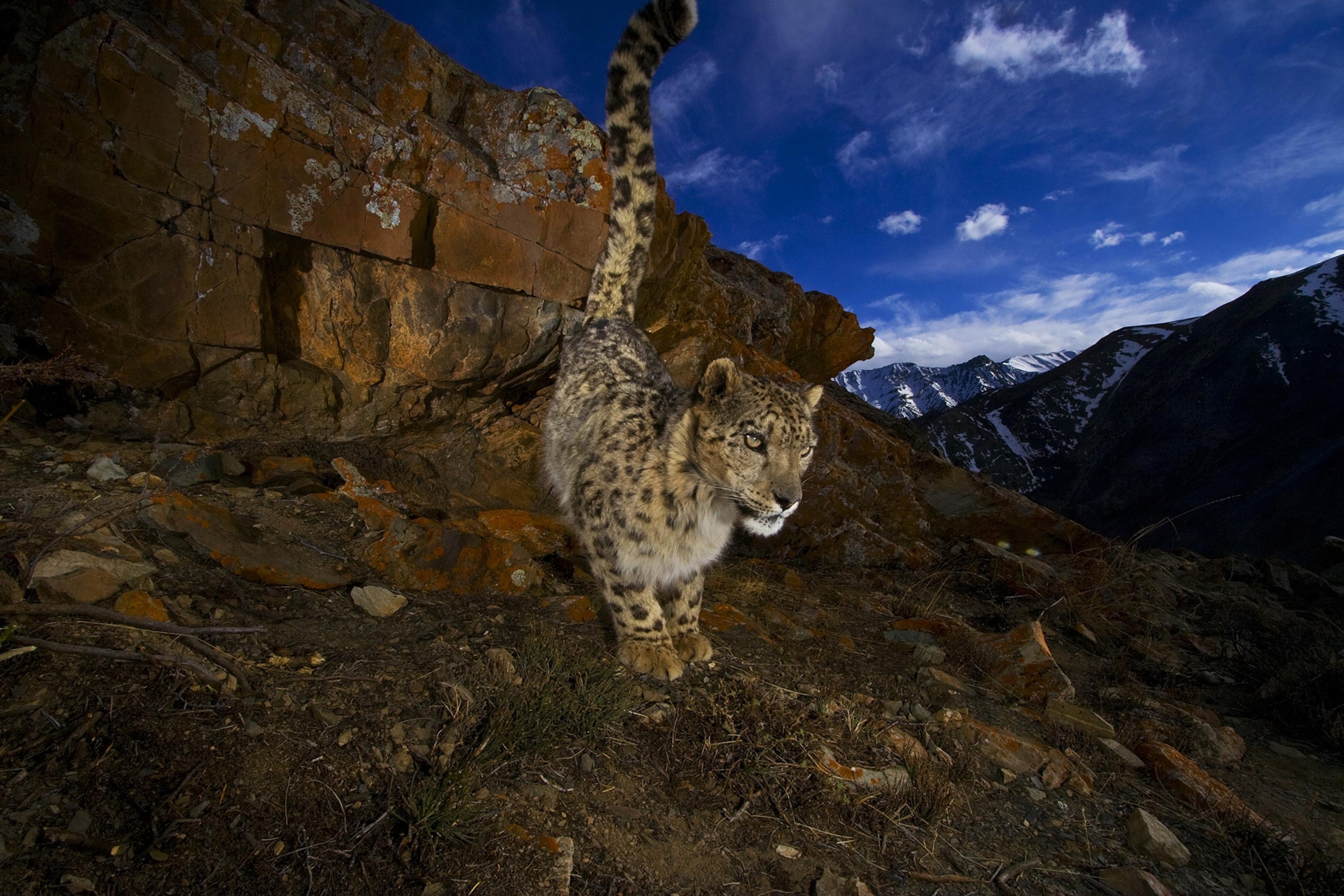 A snow leopard crouches, tail up, on a rocky outcropping, snow-capped mountains in the background.