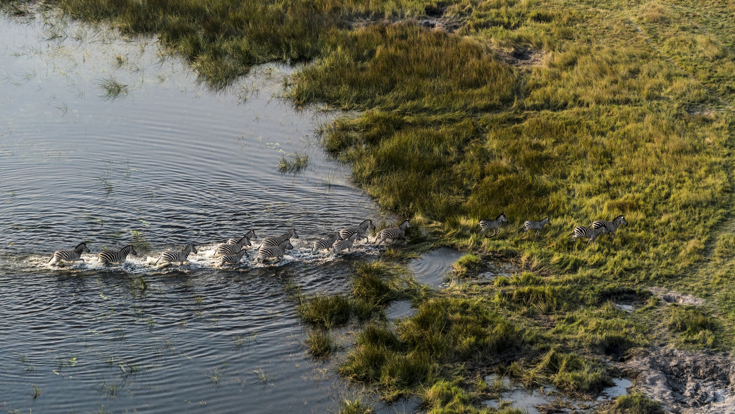 A zebra herd exits a deep spillway on the Selinda Reserve